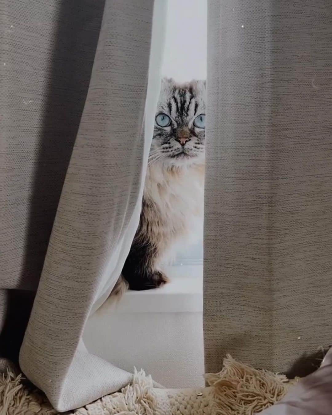 Manamiのインスタグラム：「😿😿😿 大好きなモカピが飼い主さんのお家へ 昨日帰っていってしまった😭💔 色々あり突然すぎて寂しくて何度も泣いてる😭 まだまだ一緒にいたかったよー😭❤️‍🩹 去年の7月から約9ヶ月間ブルーム家に来てくれて 幸せな気持ちにさせてくれてありがとう😭🤍 犬派だった私だけど、猫が大好きになった😭💓 モカのいないお家は寂しいよ😢💔 miss you & love you mocha😭❤️ Happy birthday mocha🥲🎂」
