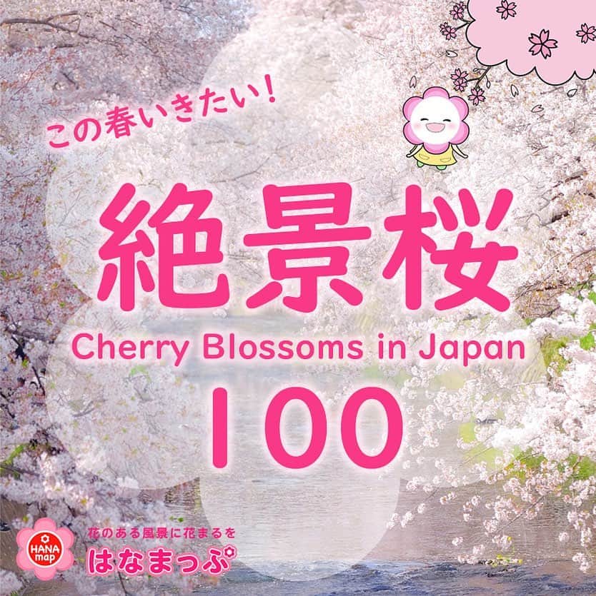 はなまっぷ❁日本の花風景さんのインスタグラム写真 - (はなまっぷ❁日本の花風景Instagram)「🌸日本の絶景桜100🌸  この春いきたい絶景の桜の名所を 100ヶ所たっぷりまとめました！  地域別や一覧でゆっくりご覧になりたい方は @hanamap プロフィールURLの ホームページ内でもまとめてありますので そちらをご覧ください😊  そしてこれからの花の季節に 4冊のはなまっぷ本と LINEスタンプ はなまっぷちゃんも よろしくお願いします🌸  写真:PIXTA、他  #はなまっぷ#桜#夜桜#sakura#cherryblossom#cherryblossoms#お花見#花見#見頃#満開#花のある風景#春#千鳥ヶ淵#目黒川#伏見十石舟#蹴上インクライン#姫路城#五条川#弘前公園#奈良公園#吉野山#高遠城址公園#ソメイヨシノ#染井吉野#japantravel#japantrip#spring」3月19日 21時41分 - hanamap