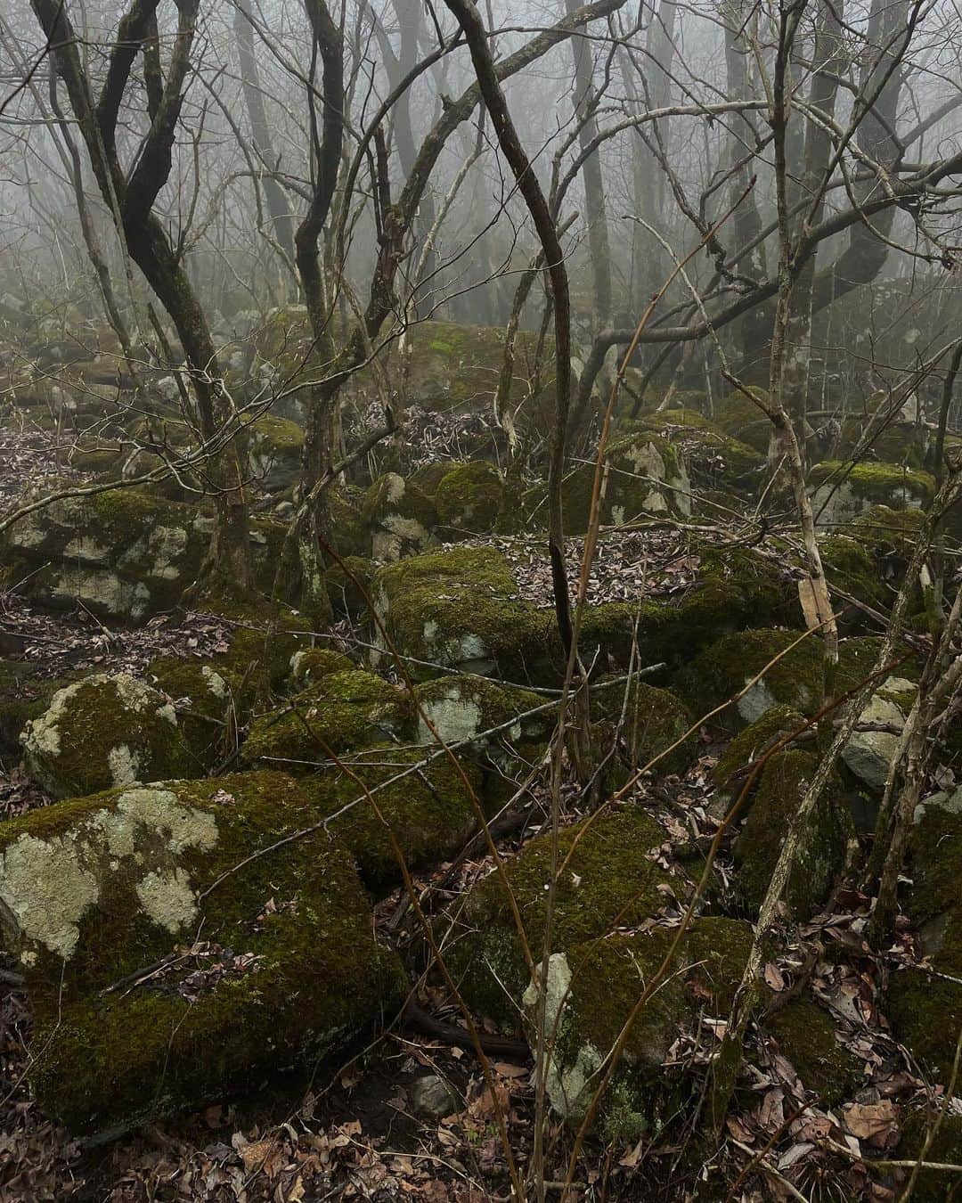 チン・インヒさんのインスタグラム写真 - (チン・インヒInstagram)「#nature #hiking #hike」3月19日 21時58分 - chininhi