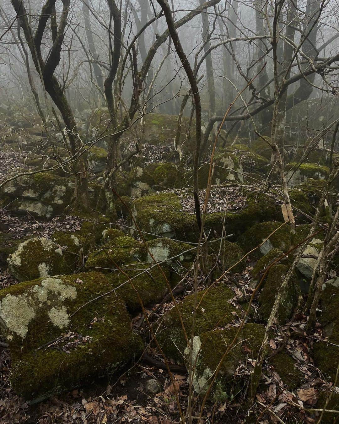 チン・インヒのインスタグラム：「#nature #hiking #hike」