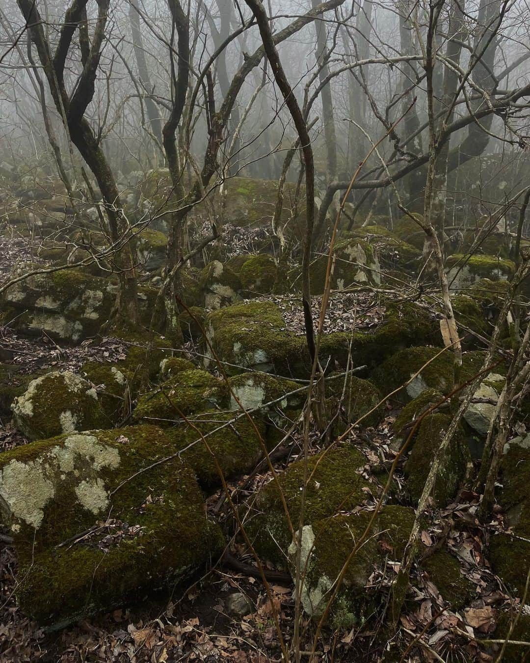 チン・インヒのインスタグラム：「#nature #hiking #hike」