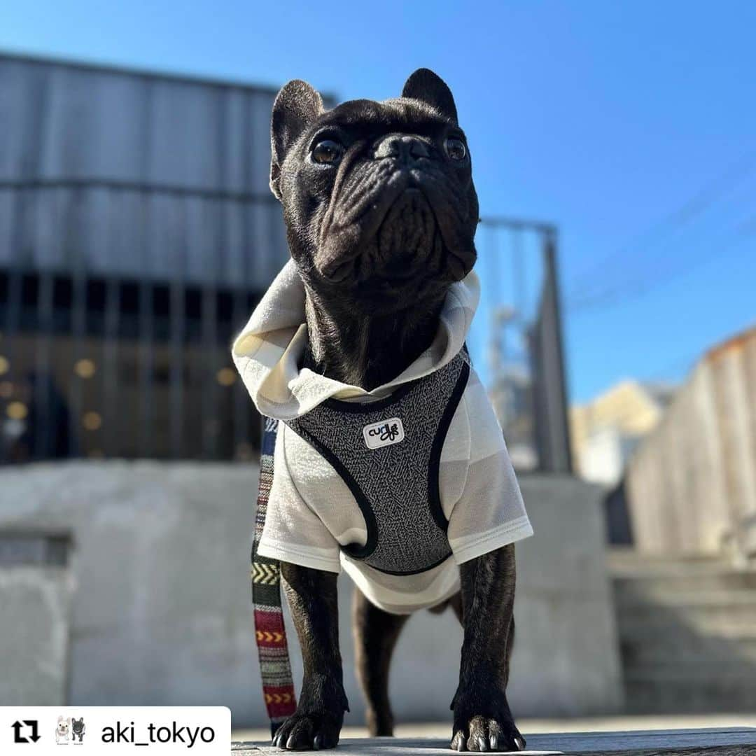 wow!-onlineのインスタグラム：「くるみちゃんのお下がりを着た空太くん🥰 立派な立ち姿だなぁ❤️ 長く愛用して下さったありがとうございます🥰❤️ @aki_tokyo   #ViViVi #フレンチブルドッグの服 #犬服 #instafrenchie  #instafrenchies  #frenchiephotos  #フレブル  #ブリンドル  #ブヒ  #フレンチブルドッグ #フレブルのいる生活 #高級犬服 #ハイブランド犬服 #bulldog  #doglove  #frenchielove #frenchielife  #buhi  #lovemydog  #lovemydogs  #daily_frenchie  #frenchies1b  #프렌치불독 #フレブル好きと繋がりたい #フレブル部」