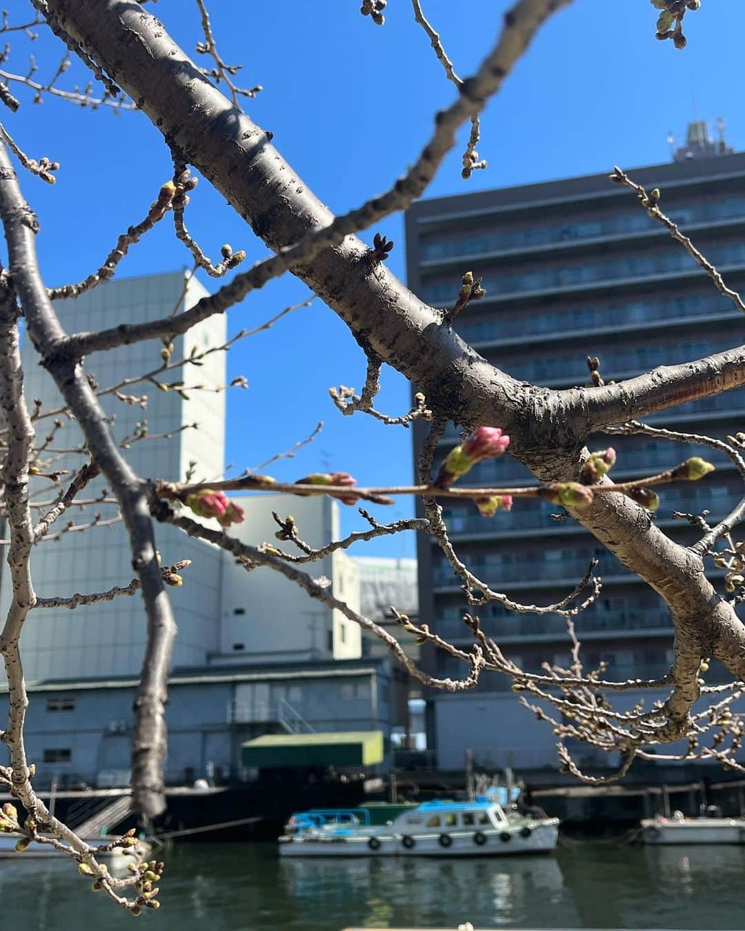 TOKYO WATER TAXIさんのインスタグラム写真 - (TOKYO WATER TAXIInstagram)「水辺桜🌸が咲き始めました。 東京の川沿いにはたくさんの桜の名所があり、混雑知らずで船から桜を愛でるお花見は東京の風物詩になりつつあります。  月島川、目黒川の桜は1〜2分咲き。陽当たりの良い桜の木は4分咲きくらいです。 水辺の桜は陸の桜より咲き始めが遅いので 3月末から4月に入ってからも楽しめそうです❣️まだ予約も空きがあり狙い目です。03-6673-2528へお問い合わせください^_^  東京ウォータータクシー お花見商品のご案内 https://water-taxi.tokyo/2023/02/22/2023sakura_cruise/  JR田町駅、五反田駅前からの桟橋からお花見でお出かけできるのも東京ウォータータクシーならでは！  🌸五反田発着　貸切40分お花見クルーズ🌸 人混みから離れて、船の上から目黒川雅叙園前のゴージャスな桜回廊をご覧いただけます。 ドッグフレンドリーは東京ウォータータクシーだけ^_^ わんちゃんと一緒にお花見を楽しんでくださいね♪  ご予約はWAmazingplay または直接東京ウォータータクシーへお問い合わせください🐕❤️ https://jp.wamazing.com/activity/detail/1241  #tokyowatertaxi  #tokyo #目黒川 #月島川 #港区 #品川区 #五反田  #田町 #芝浦 #日の出 #天王洲アイル #プライベートチャーター #家族でお出かけ  #ペット可  #わんこのいる生活  #ドッグフレンドリー #持ち込み可 #桜  #お花見 #お花見クルーズ」3月19日 22時07分 - tokyowatertaxi