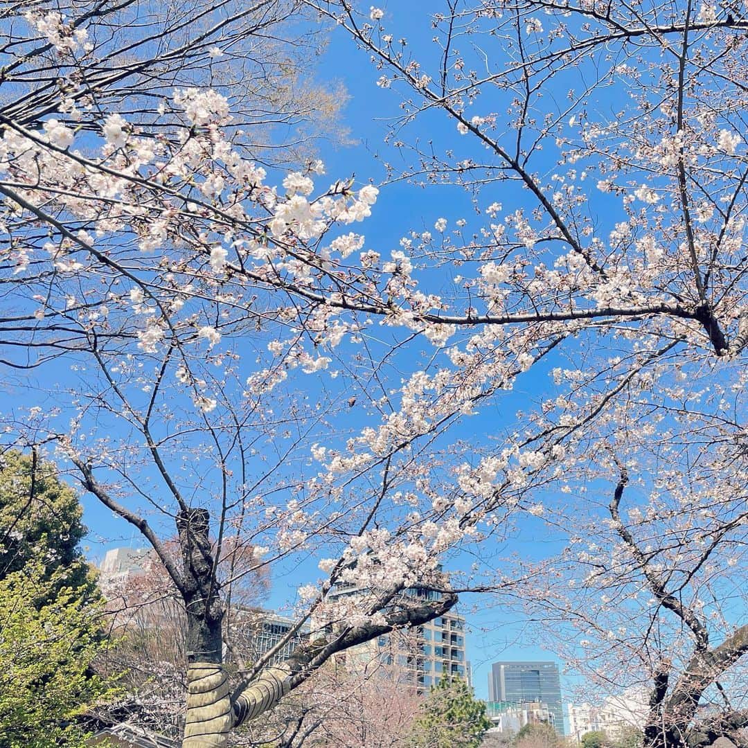 角田奈緒子のインスタグラム：「3.19 千鳥ヶ淵  日当たりの良いところはもう結構咲いてた🌸 お堀沿いはまだ咲き始めでした🌸」