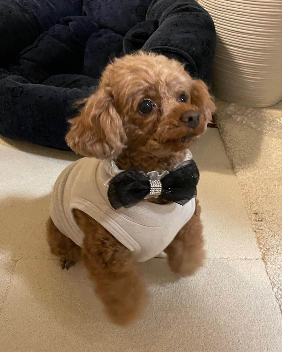 藤咲えりさんのインスタグラム写真 - (藤咲えりInstagram)「ご無沙汰しております。 我が家のお犬様、3月3日で5歳になりました。年々ずる賢さが増し、おやつ欲しい時だけうるうるした目でお座りしてます。 親バカなので毎度騙されます・・・  先日行った弓削牧場、チーズ好きには堪らない素敵な場所でした。 2ショット、相変わらず片思いです。」3月19日 22時52分 - eri_fujisaki91