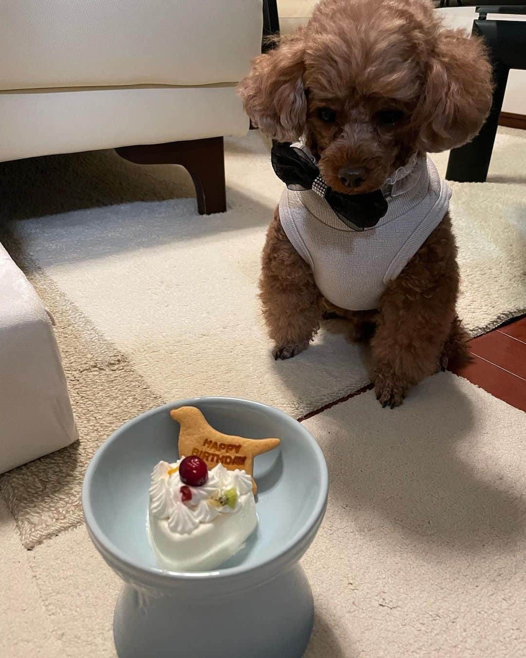 藤咲えりさんのインスタグラム写真 - (藤咲えりInstagram)「ご無沙汰しております。 我が家のお犬様、3月3日で5歳になりました。年々ずる賢さが増し、おやつ欲しい時だけうるうるした目でお座りしてます。 親バカなので毎度騙されます・・・  先日行った弓削牧場、チーズ好きには堪らない素敵な場所でした。 2ショット、相変わらず片思いです。」3月19日 22時52分 - eri_fujisaki91