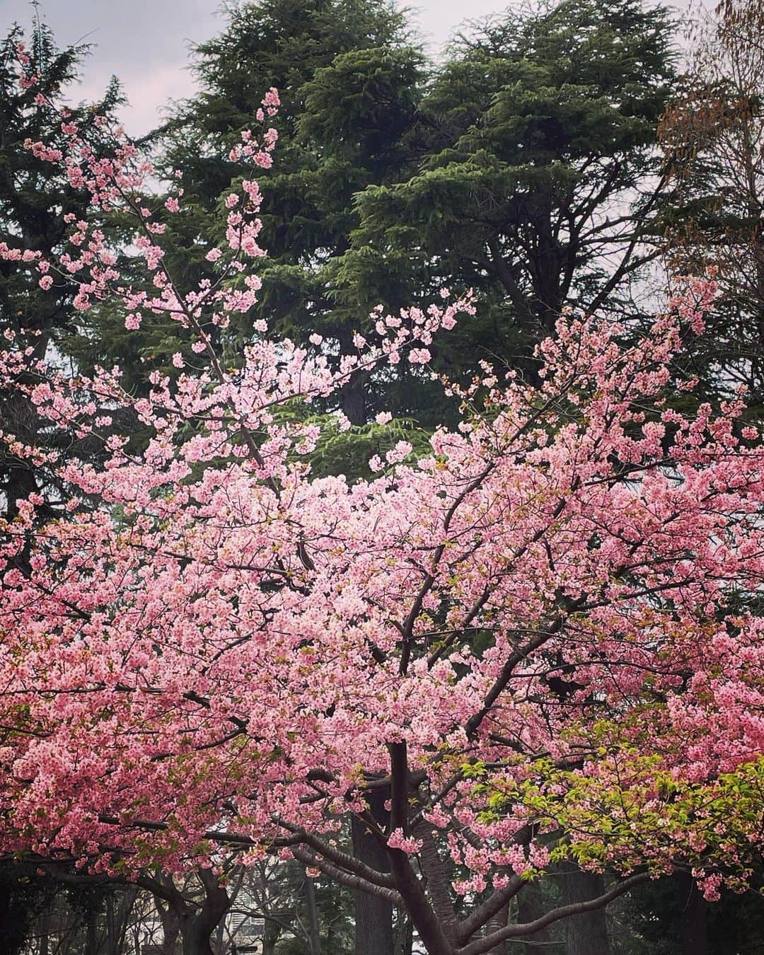 小川哲史さんのインスタグラム写真 - (小川哲史Instagram)「📷」3月19日 22時52分 - satoshiogawa92