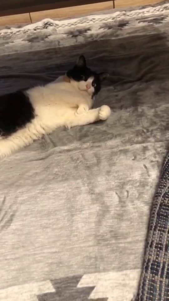 せいのゆみのインスタグラム：「またーり にゃーさん  #ぶんたろうとにゃーねこ #ねこ好き #ねこと暮らす #猫好き #猫のいる暮らし #猫好きさんと繋がりたい」