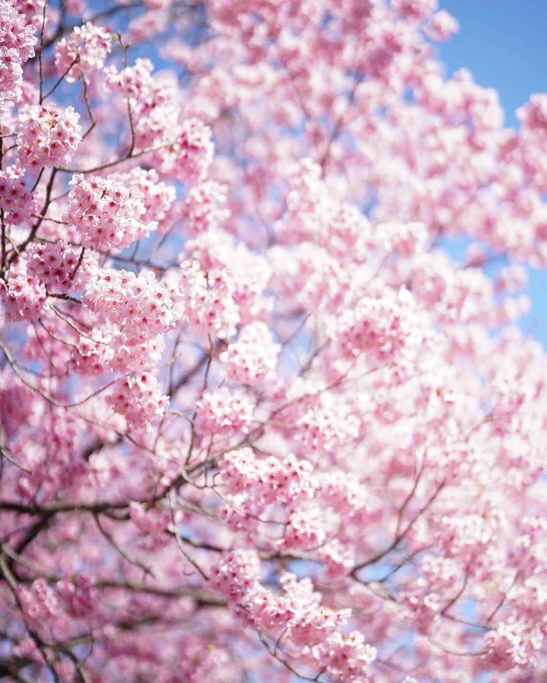 大橋菜央のインスタグラム：「Lovely day🌸 . . . お花見日和🌞 . 新宿御苑のソメイヨシノはまだ2分咲きくらいだけど ヨコハマヒザクラや枝垂れ桜、大島桜など 満開の桜も沢山あって春を満喫♡ . 種類豊富なのでしばらく桜を楽しめそうですよ☺️ . . . #新宿御苑 #お花見  #shinjyukugyoen #visittokyo  #springinjapan  #naoliving_travel  #naoliving_tokyo」