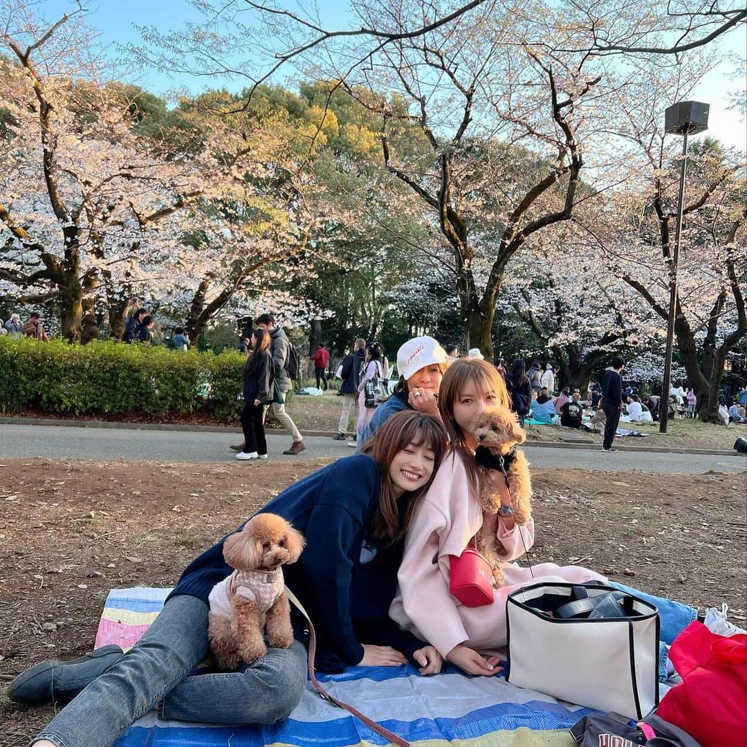 のインスタグラム：「親愛なるヨンandかおりちゃんとお花見🌸🌸🌸 お散歩に出かけても抱っこ抱っこで甘えん坊のtiaが 今日はびっくりするくらいらい楽しそうに走っていて嬉しかったです。tia🐶新しい世界を見れて良かったね！！ ママはじーんとして泣きそうだよ☺️ @youn1029  @isekikaori_kimawashi」
