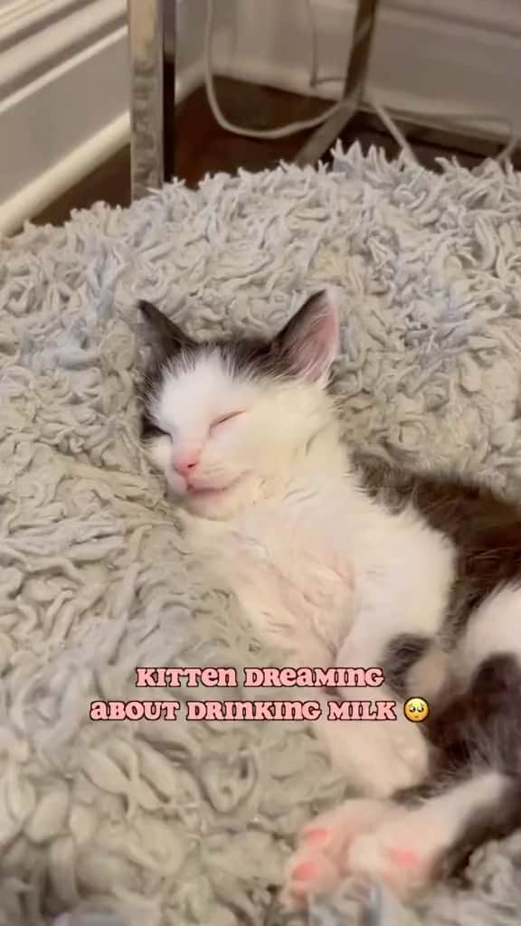 Cute Pets Dogs Catsのインスタグラム：「MY HEARTTT THIS IS TOO CUTE 😭😍🥺🥰💗😻😻  Credit: awesome kittyboyandfriends (TikTok) Check them out ☺️  ** For all crediting issues and removals pls 𝐄𝐦𝐚𝐢𝐥 𝐮𝐬 ☺️  𝐍𝐨𝐭𝐞: we don’t own this video/pics, all rights go to their respective owners. If owner is not provided, tagged (meaning we couldn’t find who is the owner), 𝐩𝐥𝐬 𝐄𝐦𝐚𝐢𝐥 𝐮𝐬 with 𝐬𝐮𝐛𝐣𝐞𝐜𝐭 “𝐂𝐫𝐞𝐝𝐢𝐭 𝐈𝐬𝐬𝐮𝐞𝐬” and 𝐨𝐰𝐧𝐞𝐫 𝐰𝐢𝐥𝐥 𝐛𝐞 𝐭𝐚𝐠𝐠𝐞𝐝 𝐬𝐡𝐨𝐫𝐭𝐥𝐲 𝐚𝐟𝐭𝐞𝐫.  We have been building this community for over 6 years, but 𝐞𝐯𝐞𝐫𝐲 𝐫𝐞𝐩𝐨𝐫𝐭 𝐜𝐨𝐮𝐥𝐝 𝐠𝐞𝐭 𝐨𝐮𝐫 𝐩𝐚𝐠𝐞 𝐝𝐞𝐥𝐞𝐭𝐞𝐝, pls email us first. **  #sleepingkitty #instakitties #kittycuddles  #catladylife #catsareawesome  #catsareawesome #catsarelife #kittenlovers」