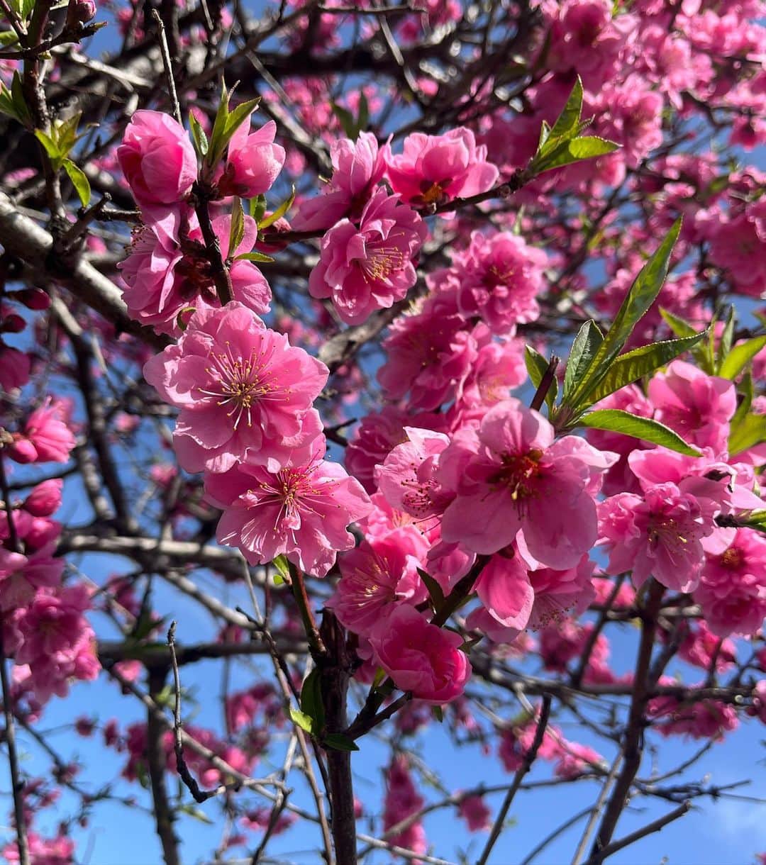 金野美穂さんのインスタグラム写真 - (金野美穂Instagram)「冬から春になり 新芽が芽吹き🌱 街に色が増えていって 可愛い可愛いと言いながら 目移りする日々です🌸🥺  この時期になると思い出す 大好きな詩がありまして  吉野弘さんの  "生命は"  です。  是枝裕和監督の 「空気人形」の劇中にも出てきます。  生命は 自分自身だけでは完結できないように つくられているらしい 花も めしべとおしべが揃っているだけでは 不充分で 虫や風が訪れて めしべとおしべを仲立ちする 生命は その中に欠如を抱き それを他者から満たしてもらうのだ  世界は多分 他者の総和 しかし 互いに 欠如を満たすなどとは 知りもせず 知らされもせず ばらまかれている者同士 無関心でいられる間柄 ときに うとましく思うことさえも許されている間柄 そのように 世界がゆるやかに構成されているのは なぜ？  花が咲いている すぐ近くまで 虻の姿をした他者が 光をまとって飛んできている  私も　あるとき 誰かのための虻だったろう  あなたも　あるとき 私のための風だったかもしれない  ------------------------------------  人も自然も 互いに支え合いながら生きていて  私の代わりは誰もいないし あなたの代わりも誰もいない  この世界に存在する人みな 誰かにとっての大切な人なんだよなと  誰にも気づかれないところに咲いてる小さな花も、 愛おしく感じる詩だな〜と思います☺️」3月20日 0時13分 - kaneno_miho