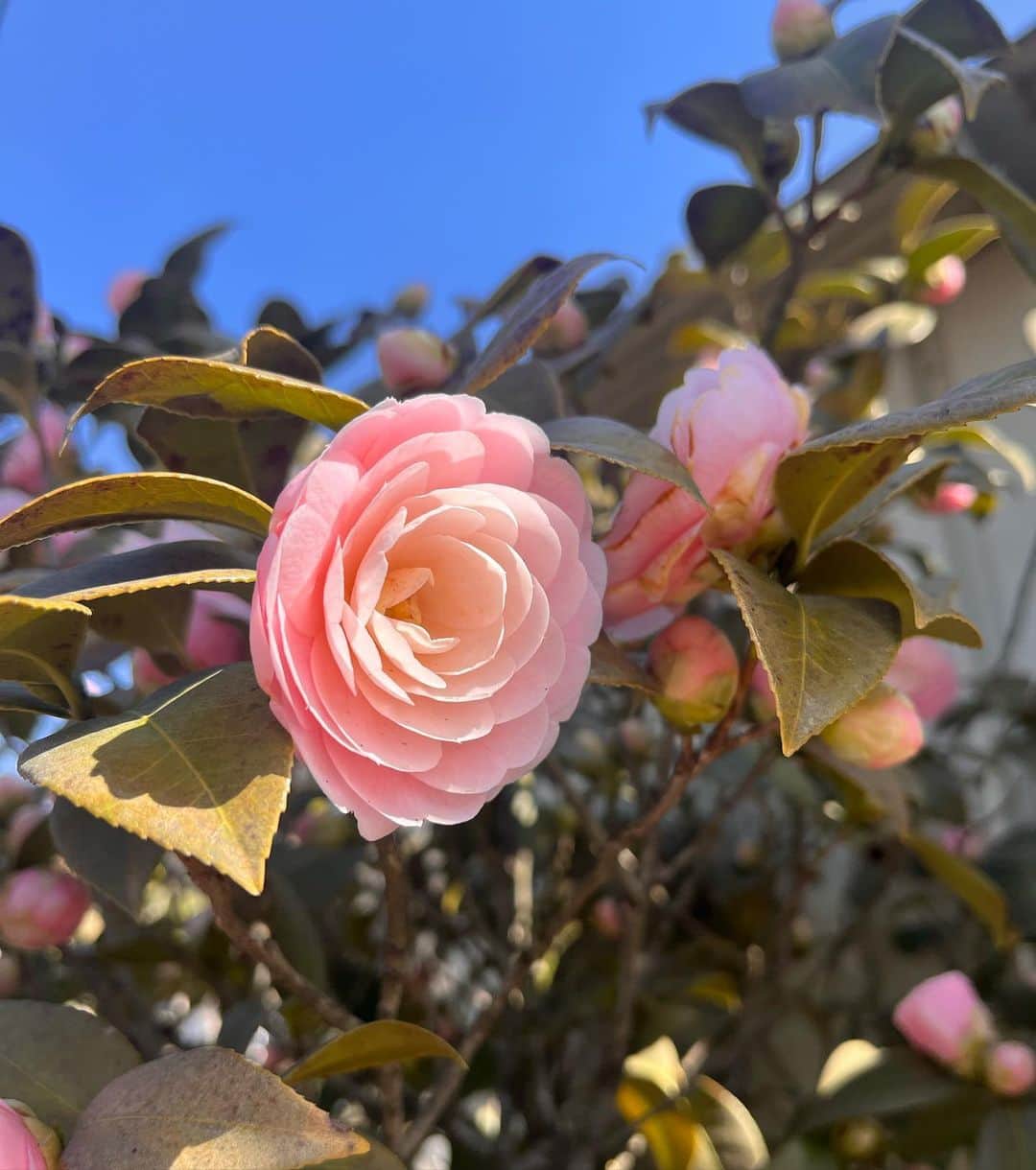 金野美穂のインスタグラム：「冬から春になり 新芽が芽吹き🌱 街に色が増えていって 可愛い可愛いと言いながら 目移りする日々です🌸🥺  この時期になると思い出す 大好きな詩がありまして  吉野弘さんの  "生命は"  です。  是枝裕和監督の 「空気人形」の劇中にも出てきます。  生命は 自分自身だけでは完結できないように つくられているらしい 花も めしべとおしべが揃っているだけでは 不充分で 虫や風が訪れて めしべとおしべを仲立ちする 生命は その中に欠如を抱き それを他者から満たしてもらうのだ  世界は多分 他者の総和 しかし 互いに 欠如を満たすなどとは 知りもせず 知らされもせず ばらまかれている者同士 無関心でいられる間柄 ときに うとましく思うことさえも許されている間柄 そのように 世界がゆるやかに構成されているのは なぜ？  花が咲いている すぐ近くまで 虻の姿をした他者が 光をまとって飛んできている  私も　あるとき 誰かのための虻だったろう  あなたも　あるとき 私のための風だったかもしれない  ------------------------------------  人も自然も 互いに支え合いながら生きていて  私の代わりは誰もいないし あなたの代わりも誰もいない  この世界に存在する人みな 誰かにとっての大切な人なんだよなと  誰にも気づかれないところに咲いてる小さな花も、 愛おしく感じる詩だな〜と思います☺️」
