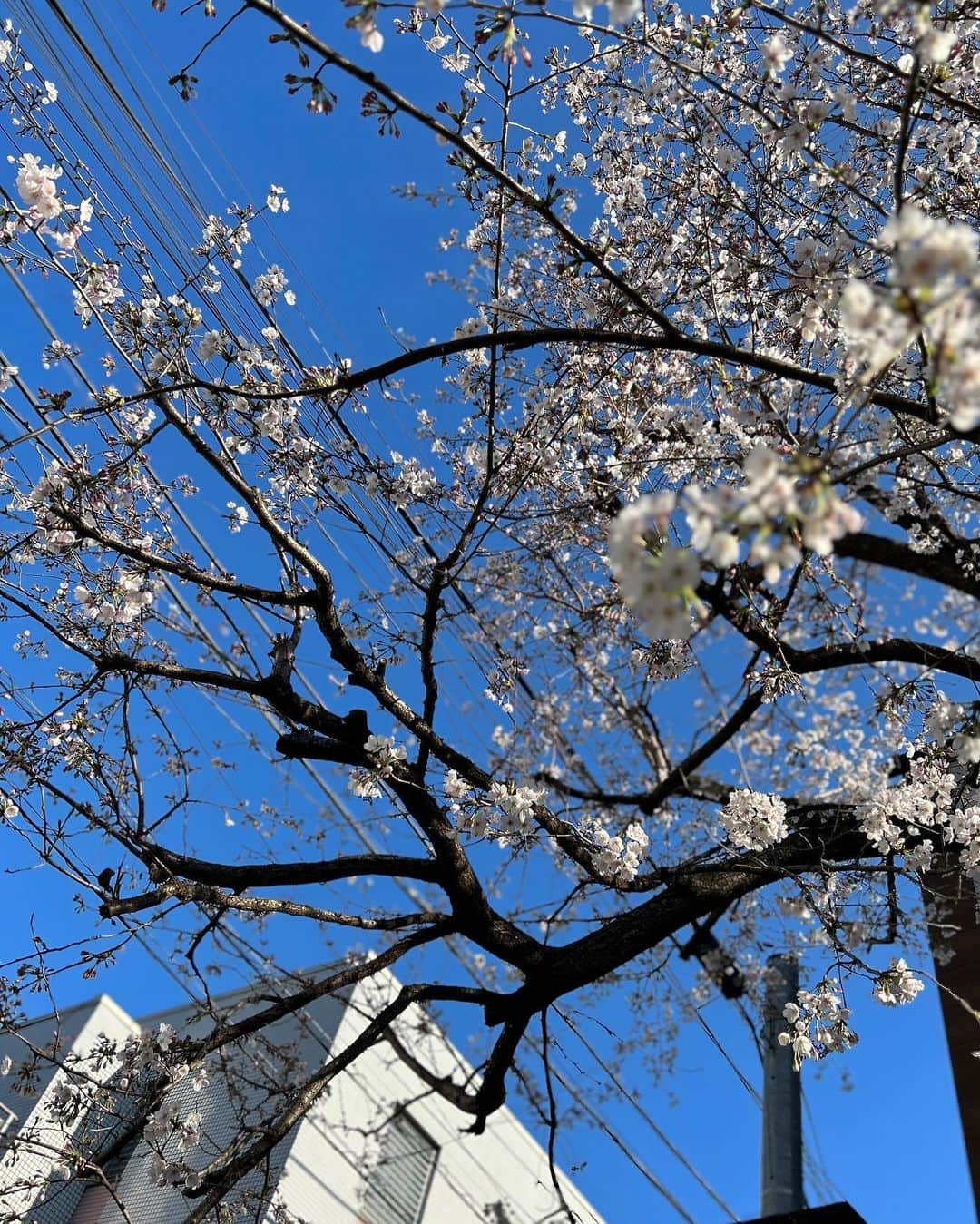 ナスチャさんのインスタグラム写真 - (ナスチャInstagram)「桜の色々まとめ🌸💞」3月20日 0時17分 - kiker_chan