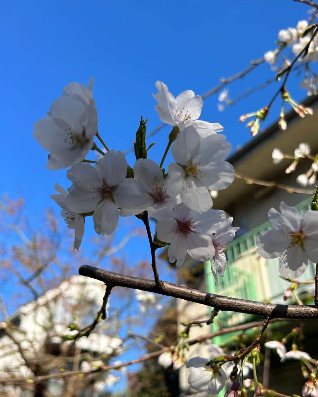 ナスチャさんのインスタグラム写真 - (ナスチャInstagram)「桜の色々まとめ🌸💞」3月20日 0時17分 - kiker_chan