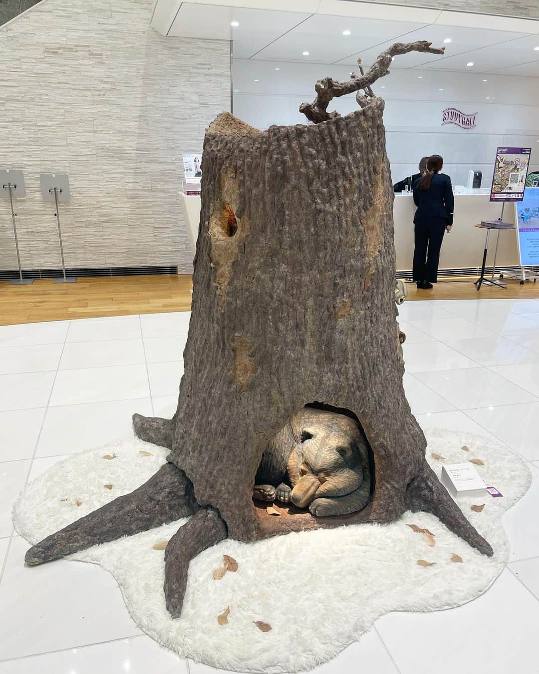 前田彩名のインスタグラム：「ワコールスタディホール京都で めちゃくちゃ可愛い展示があったので、 その記録☺️  京都市立芸術大学美術学部工芸科の学生さんの作品だそうです。  小野 里紗「春のけはい、みーつけたっ！」  一本の木の中にいろんな動物が共存していて 360度眺めるのが楽しくて可愛い。 こんな風に眠ってくれてたら可愛いんだけどな🐻 絶対に山で会いたくない😂  (話が逸れるけど 広葉樹をもっと山の深い場所に植えてあげたら 山の環境が変わって クマの里山への出没率も下がるんじゃないかって 専門家の人が本に書いてて、 なるほどなと思っていたりします)  ともあれ、可愛いです🌳 全部 木彫りなのかな？ 落ち葉でさえも木のような質感で置かれていて細かい‥！ 南区で初めて開催する「南まちなかアート」の一環だそう。  ワコールスタディホール京都では たくさんの現代アートに触れて 自分の感性が磨かれたなって思います😌 絵を買いたい、という想いを 初めて持てた場所でもありました。  明日で閉館、寂しいです。」