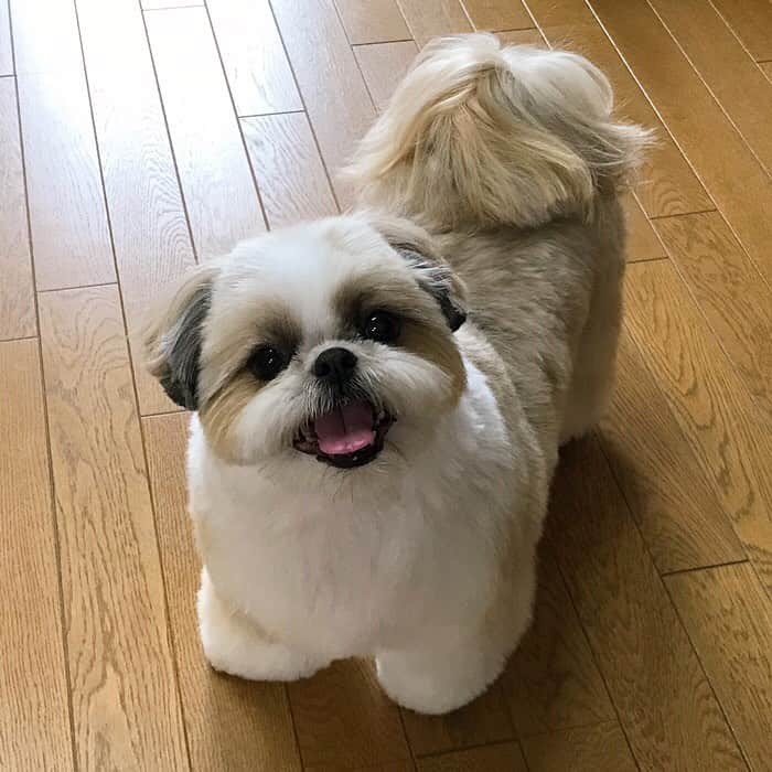 りんくさんのインスタグラム写真 - (りんくInstagram)「整いましたっ🐶✂️✨ #aftergrooming」3月20日 1時51分 - link.jpn