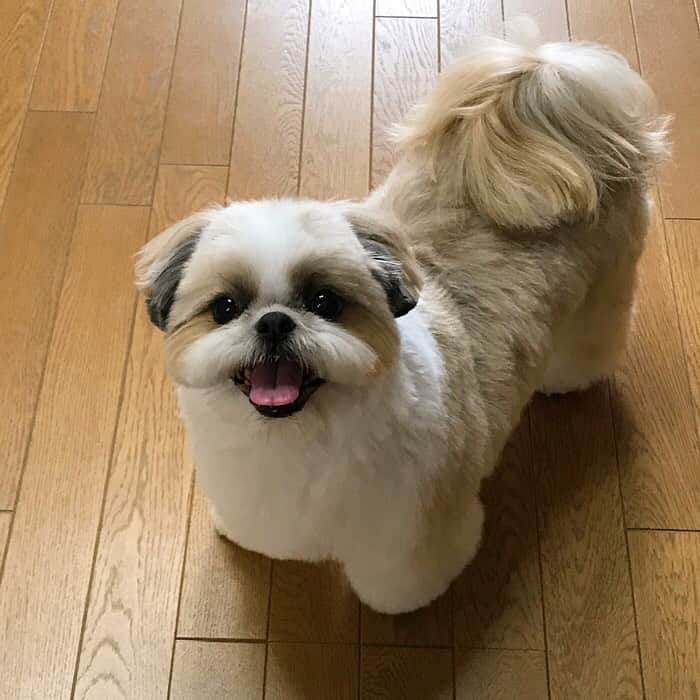 りんくさんのインスタグラム写真 - (りんくInstagram)「整いましたっ🐶✂️✨ #aftergrooming」3月20日 1時51分 - link.jpn