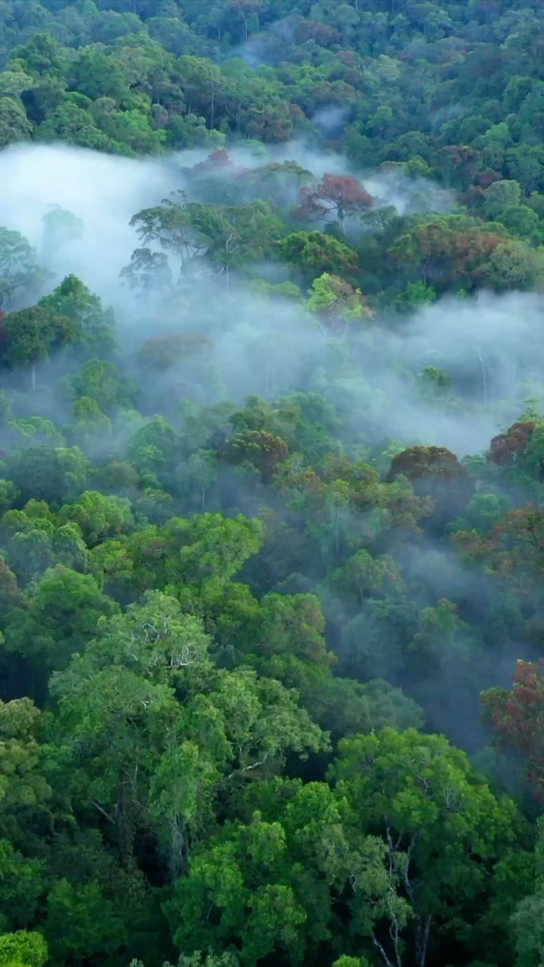 Tim Lamanのインスタグラム：「Video by @TimLaman – guest editor this week for @UNbiodiversity. The lowland rainforest of Borneo, one of the most ancient in the world, harbors an incredible amount of biodiversity, and among the species completely dependent on healthy forest is the Bornean Orangutan. Here you see a mother and young baby traveling through the forest as they do daily to feed on hundreds of different plants to survive.   I work closely with the Gunung Palung Orangutan Conservation Program (@SaveWildOrangutans), to spread the word about the importance of protecting intact forest like Gunung Palung for the health of our planet, as a reserve of biodiversity, and to give species like orangutans a home where they can pass on their knowledge of how to survive in the forest to the next generation.  Thanks for following along this week as I guest-posted on the United Nations Biodiversity account. I hope you are a little inspired to help protect our planets biodiversity. To learn how you can help protect orangutans and their rainforest home, just follow the links at @SaveWildOrangutans. To learn more about my work and stay tuned, please follow  @TimLaman. Thanks!  #orangutan #gunungpalung #gunungpalungnationalpark #kalimantan #indonesia #borneo  #savewildorangutans」