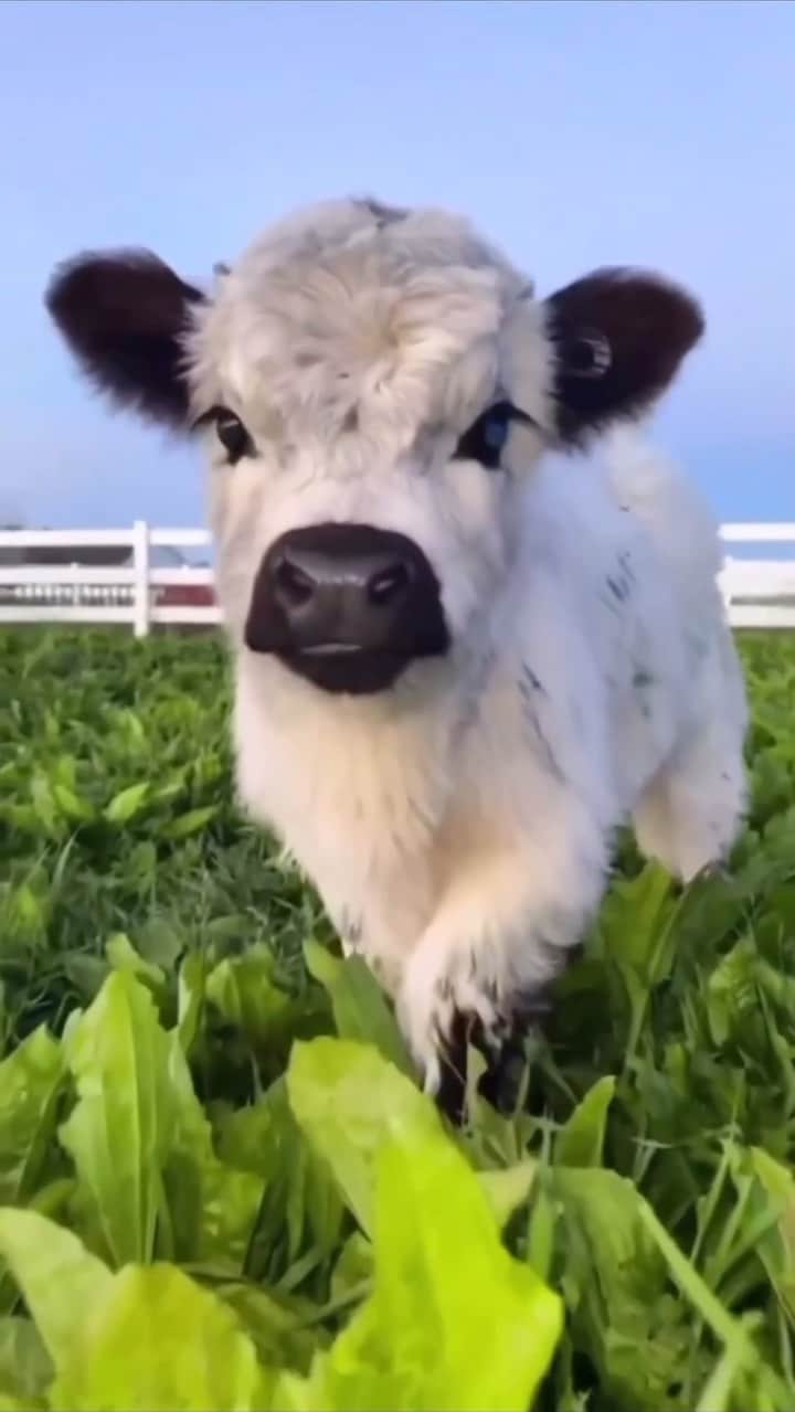 Baby Animalsのインスタグラム：「If a cow was a model… 😍  #cutecow #cutecows #cowsofinstagram #babycow #babycows #cutecalf #calf #cuteanimal #adorable #cowlove #cowlife #farmlife #farmanimals #model」
