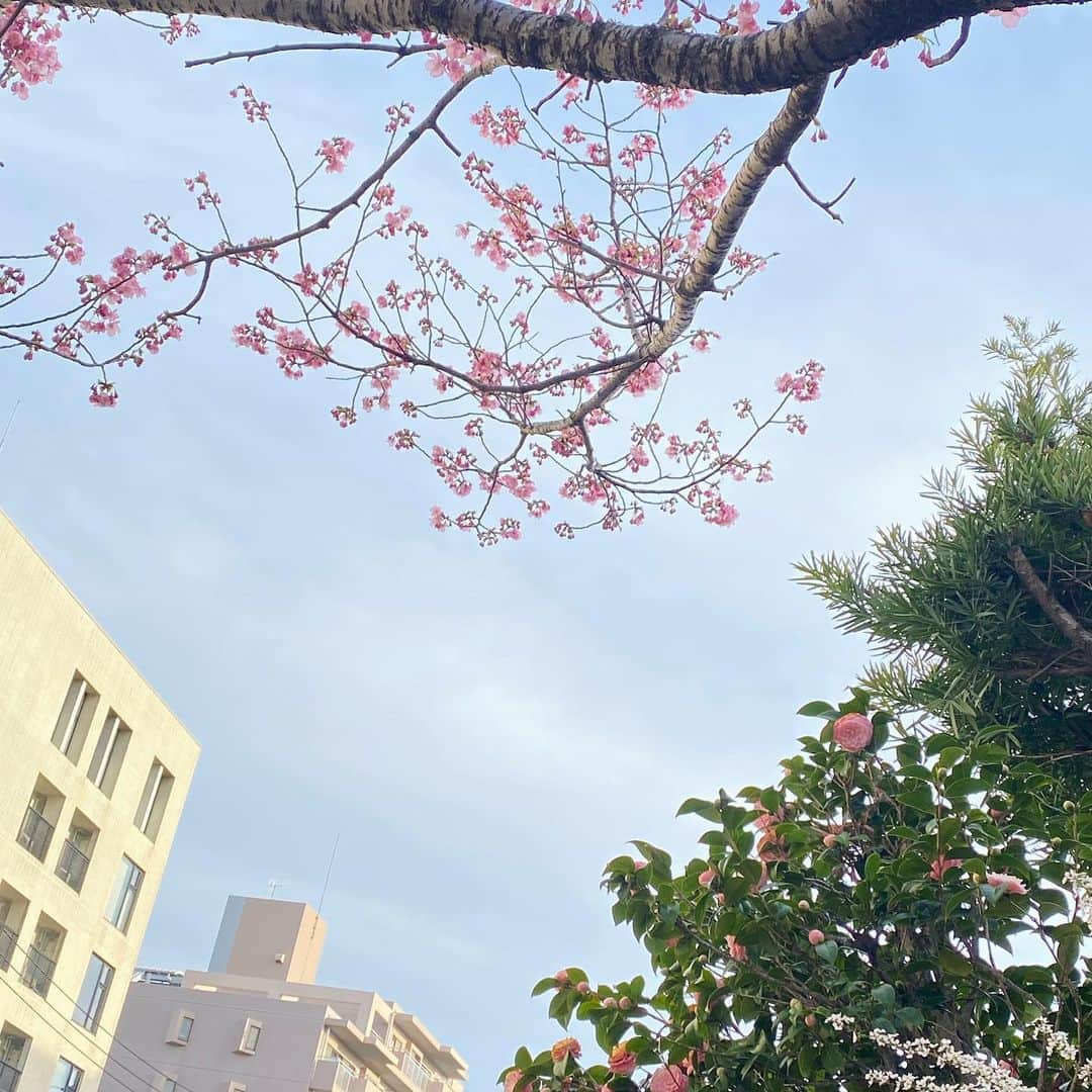 ソ・ジヘのインスタグラム：「오늘 하루 해피한 날  벚꽃 준비중🌸」
