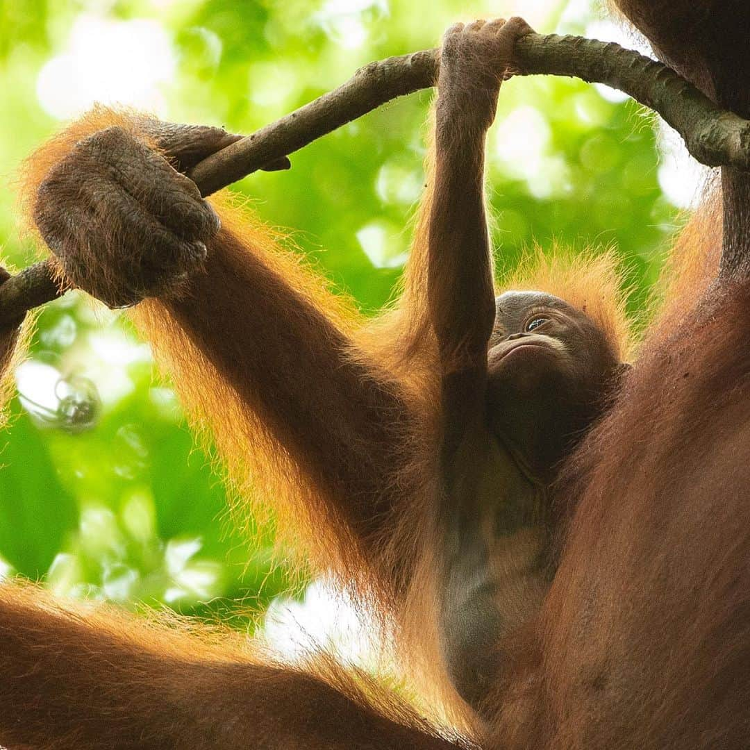 Tim Lamanさんのインスタグラム写真 - (Tim LamanInstagram)「Photos by @TimLaman, guest editor this week for @unbiodiversity. Orangutan females are the ultimate single moms. Young babies like you see in this series of wild orangutans never leave their mom’s body for the first few months, and they are dependent on their mothers for up to eight years, the longest dependency of any mammal (except humans). They need all this time to grow up slowly and learn everything they need to survive in their rainforest home. That’s why protecting orangutan habitat is so important, so that the living knowledge of how to survive in the forest is passed on by the mothers to the next generation.   I work closely with the Gunung Palung Orangutan Conservation Program (@SaveWildOrangutans), to help document the lives of wild orangutans with my photos and videos, in the hope that education and awareness will motivate people to protect orangutans and their habitat, and in turn all the rich biodiversity found in the Borneo rainforest.  #orangutan #gunungpalung #gunungpalungnationalpark #kalimantan #indonesia #borneo  #savewildorangutans」3月16日 0時53分 - timlaman