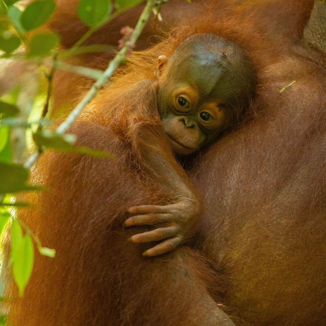 Tim Lamanさんのインスタグラム写真 - (Tim LamanInstagram)「Photos by @TimLaman, guest editor this week for @unbiodiversity. Orangutan females are the ultimate single moms. Young babies like you see in this series of wild orangutans never leave their mom’s body for the first few months, and they are dependent on their mothers for up to eight years, the longest dependency of any mammal (except humans). They need all this time to grow up slowly and learn everything they need to survive in their rainforest home. That’s why protecting orangutan habitat is so important, so that the living knowledge of how to survive in the forest is passed on by the mothers to the next generation.   I work closely with the Gunung Palung Orangutan Conservation Program (@SaveWildOrangutans), to help document the lives of wild orangutans with my photos and videos, in the hope that education and awareness will motivate people to protect orangutans and their habitat, and in turn all the rich biodiversity found in the Borneo rainforest.  #orangutan #gunungpalung #gunungpalungnationalpark #kalimantan #indonesia #borneo  #savewildorangutans」3月16日 0時53分 - timlaman