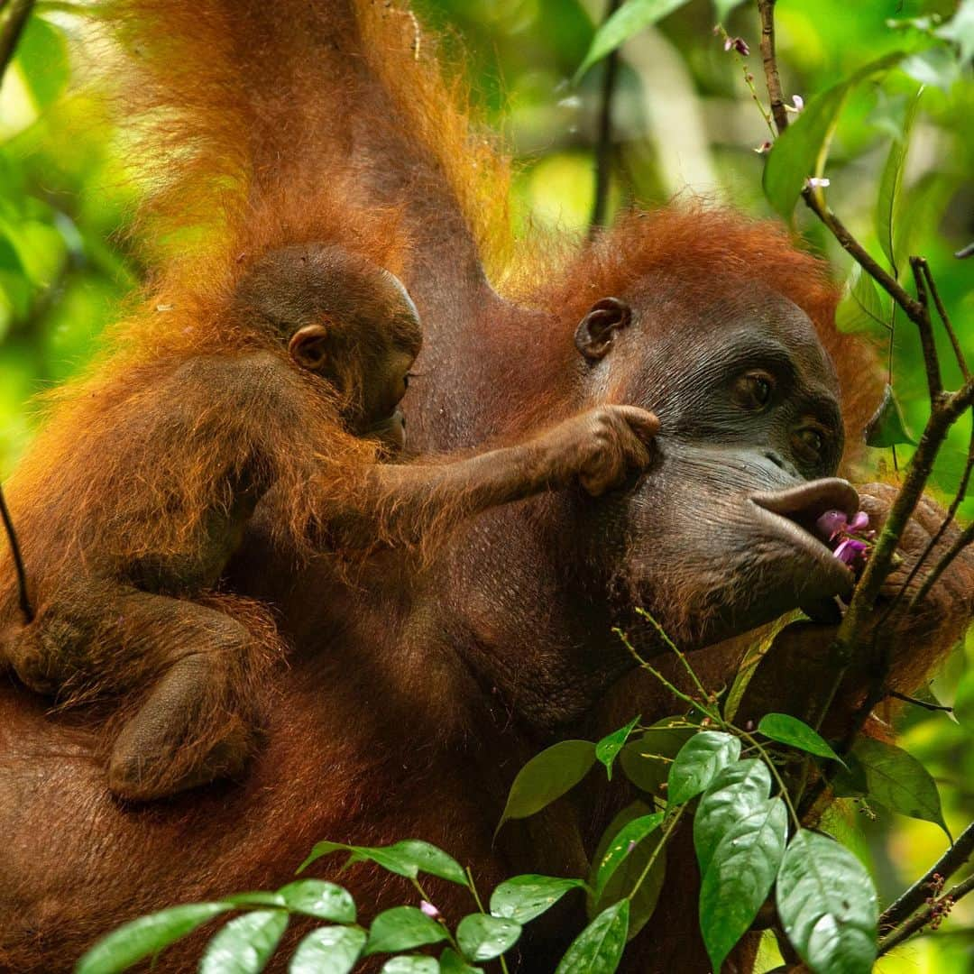 Tim Lamanさんのインスタグラム写真 - (Tim LamanInstagram)「Photos by @TimLaman, guest editor this week for @unbiodiversity. Orangutan females are the ultimate single moms. Young babies like you see in this series of wild orangutans never leave their mom’s body for the first few months, and they are dependent on their mothers for up to eight years, the longest dependency of any mammal (except humans). They need all this time to grow up slowly and learn everything they need to survive in their rainforest home. That’s why protecting orangutan habitat is so important, so that the living knowledge of how to survive in the forest is passed on by the mothers to the next generation.   I work closely with the Gunung Palung Orangutan Conservation Program (@SaveWildOrangutans), to help document the lives of wild orangutans with my photos and videos, in the hope that education and awareness will motivate people to protect orangutans and their habitat, and in turn all the rich biodiversity found in the Borneo rainforest.  #orangutan #gunungpalung #gunungpalungnationalpark #kalimantan #indonesia #borneo  #savewildorangutans」3月16日 0時53分 - timlaman