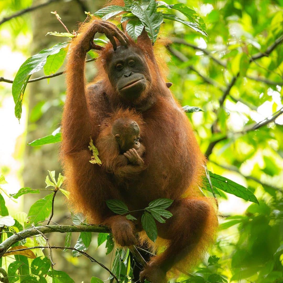 Tim Lamanさんのインスタグラム写真 - (Tim LamanInstagram)「Photos by @TimLaman, guest editor this week for @unbiodiversity. Orangutan females are the ultimate single moms. Young babies like you see in this series of wild orangutans never leave their mom’s body for the first few months, and they are dependent on their mothers for up to eight years, the longest dependency of any mammal (except humans). They need all this time to grow up slowly and learn everything they need to survive in their rainforest home. That’s why protecting orangutan habitat is so important, so that the living knowledge of how to survive in the forest is passed on by the mothers to the next generation.   I work closely with the Gunung Palung Orangutan Conservation Program (@SaveWildOrangutans), to help document the lives of wild orangutans with my photos and videos, in the hope that education and awareness will motivate people to protect orangutans and their habitat, and in turn all the rich biodiversity found in the Borneo rainforest.  #orangutan #gunungpalung #gunungpalungnationalpark #kalimantan #indonesia #borneo  #savewildorangutans」3月16日 0時53分 - timlaman