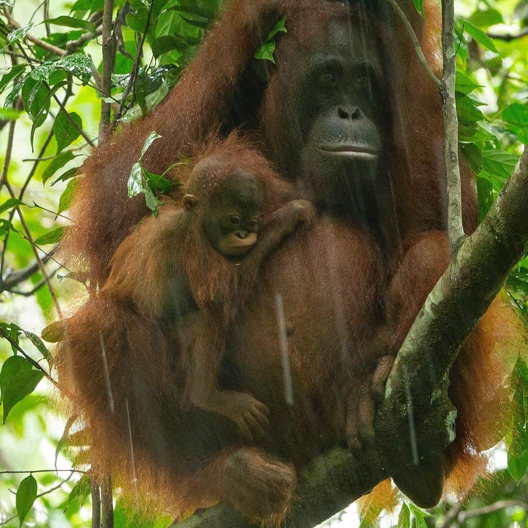 Tim Lamanのインスタグラム：「Photos by @TimLaman, guest editor this week for @unbiodiversity. Orangutan females are the ultimate single moms. Young babies like you see in this series of wild orangutans never leave their mom’s body for the first few months, and they are dependent on their mothers for up to eight years, the longest dependency of any mammal (except humans). They need all this time to grow up slowly and learn everything they need to survive in their rainforest home. That’s why protecting orangutan habitat is so important, so that the living knowledge of how to survive in the forest is passed on by the mothers to the next generation.   I work closely with the Gunung Palung Orangutan Conservation Program (@SaveWildOrangutans), to help document the lives of wild orangutans with my photos and videos, in the hope that education and awareness will motivate people to protect orangutans and their habitat, and in turn all the rich biodiversity found in the Borneo rainforest.  #orangutan #gunungpalung #gunungpalungnationalpark #kalimantan #indonesia #borneo  #savewildorangutans」