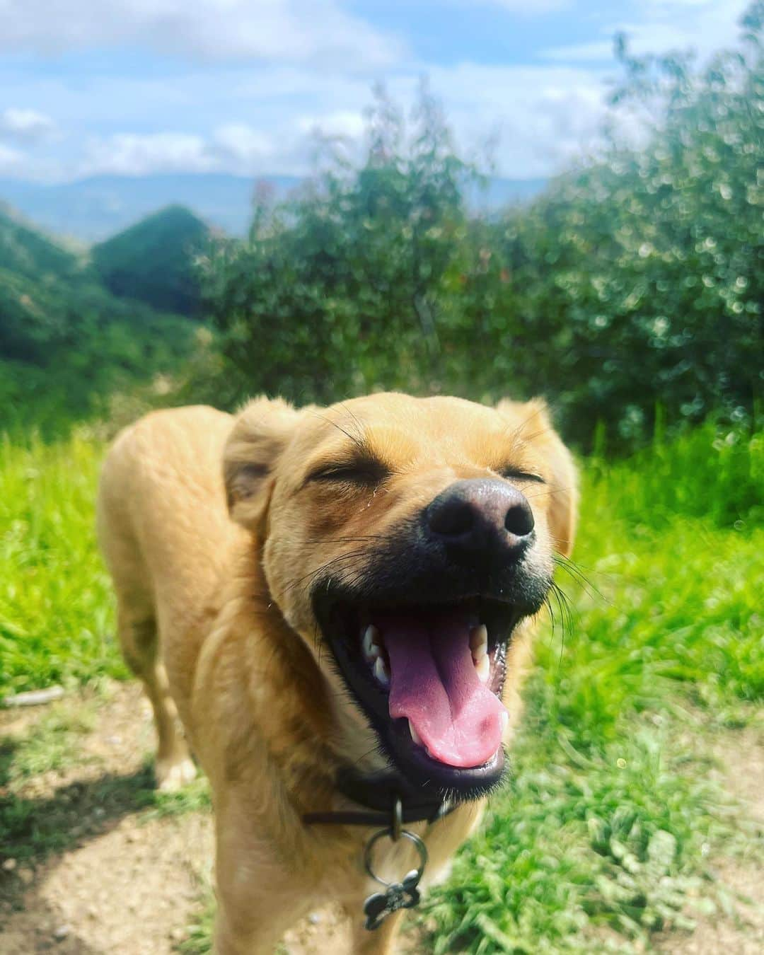 マイク・ダーントさんのインスタグラム写真 - (マイク・ダーントInstagram)「And here’s my boy Johnny!  it’s been said that he bears a striking resemblance to dogs on the dookie album cover! 🤔 💩」3月16日 4時37分 - mikedirnt