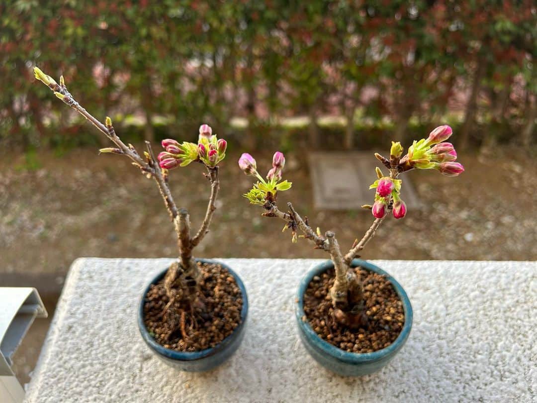 堀内貴司のインスタグラム：「今朝の旭山桜 だいぶピンク！花びらの色が漏れてます これでもまだ咲いてない。開花秒読み段階です。 春を楽しんでます♪ #ミニ盆栽 #旭山桜 #盆栽初心者 #団地盆栽」