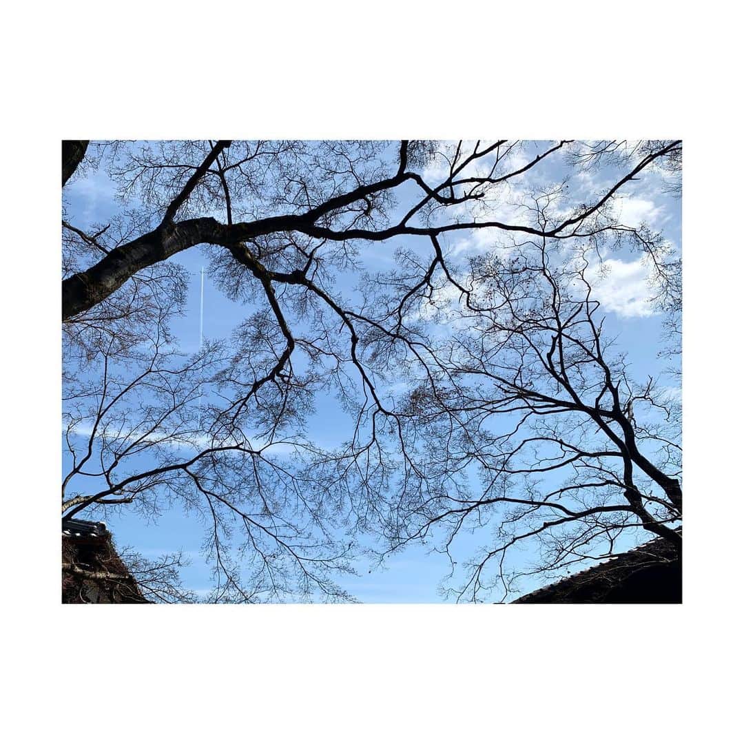 三倉茉奈さんのインスタグラム写真 - (三倉茉奈Instagram)「ここ数日でまた一気に暖かくなりましたね。東京では早くも桜の開花宣言。そんなに慌てなくていいよーと思いつつも、待ち遠しい。満開はいつかな。長く持ってくれるといいなあ。」3月16日 16時42分 - mana_mikura_official