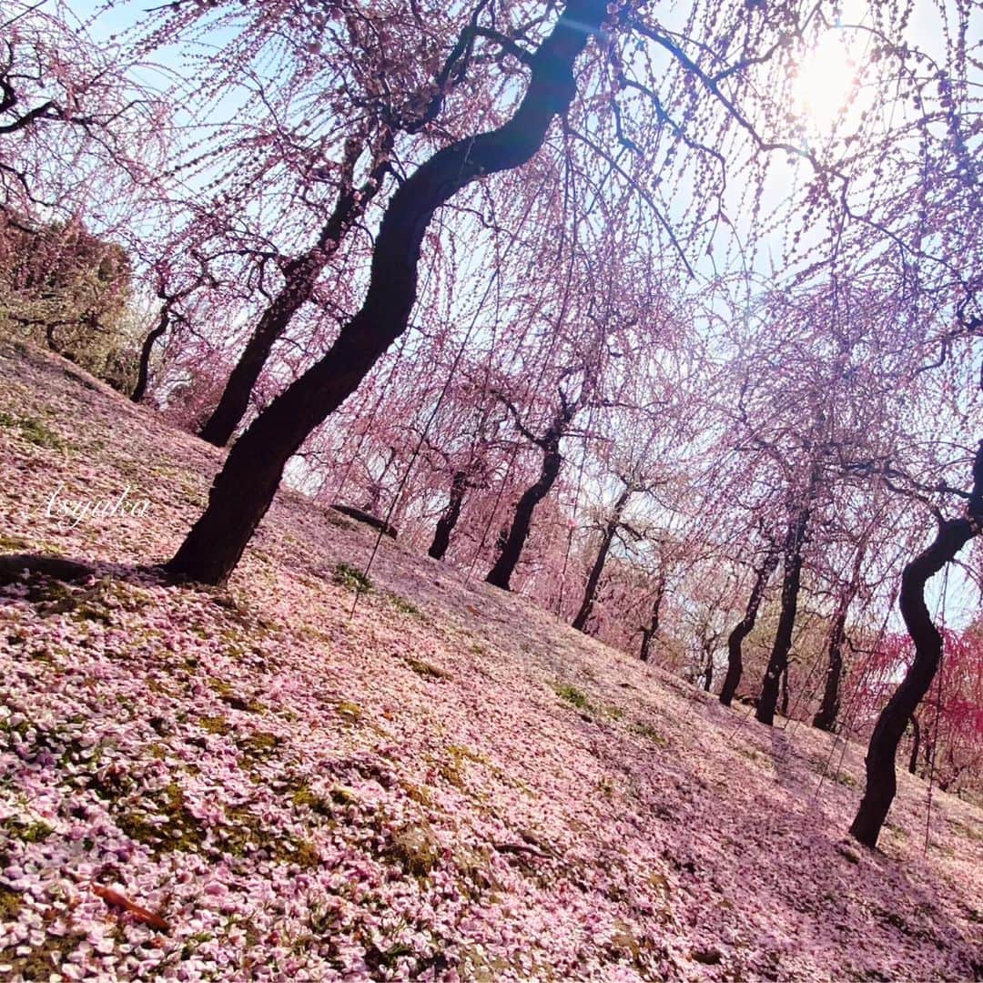 Yuka Kaedeさんのインスタグラム写真 - (Yuka KaedeInstagram)「. . しだれ梅と落ち椿 . . . . #_asyuka_ #しだれ梅 #梅林 #京都 #kyotojapan #kyototrip #traveler #travelphotography #beautifuldestinations #beautifulworld #beautifulplaces #ig_japan #japantravel #japan_art_photogaphy #nothingisordinary_ #tv_soft #softpastel #lovelyflowers #flowerstagram #beautifulnature」3月16日 8時39分 - _asyuka_