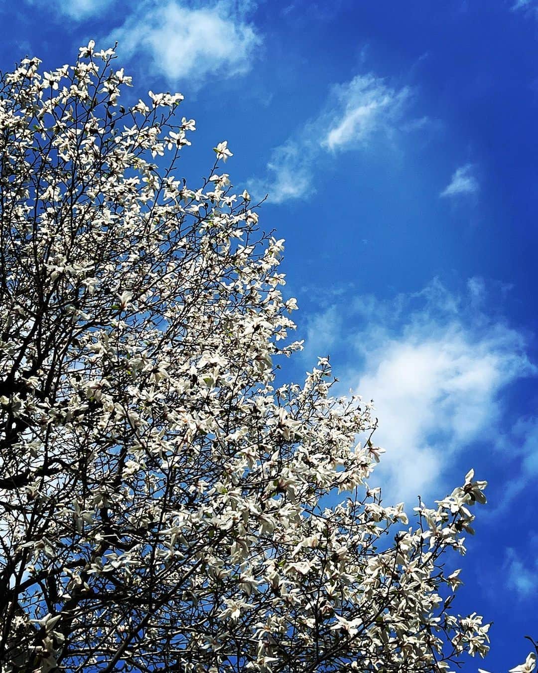 有森裕子のインスタグラム：「見上げると 春の空を彩る 満開の コブシの花  今日も 気持ちよく がんばろって思う。」