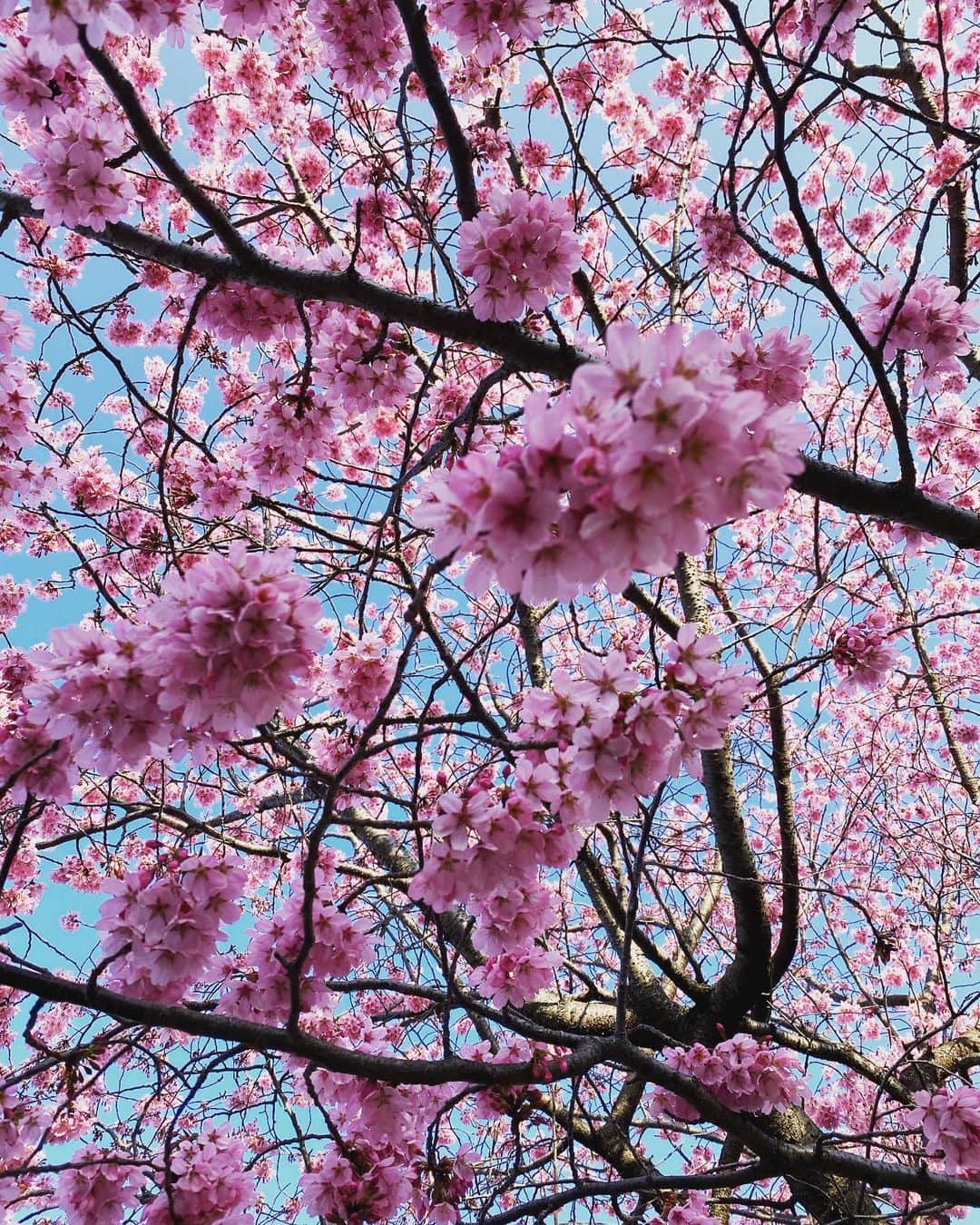 高岡早紀 さんのインスタグラム写真 - (高岡早紀 Instagram)「今朝の桜。 気持ちが華やぎますね。 今日もよき日をお過ごしください。」3月16日 9時25分 - saki_takaoka