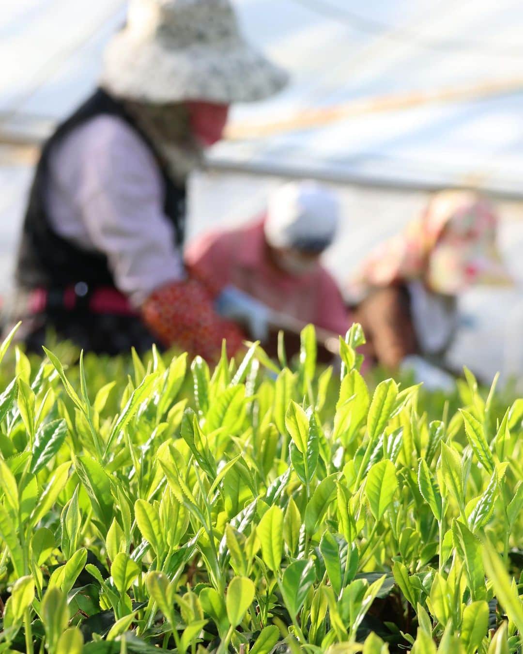 島田市のインスタグラム：「お茶のさすき園で、ハウス新茶の初摘みが行われました。萌黄色の茶葉は朝の光を浴び、島田の春の訪れを感じさせてくれました。 #島田市 #しまだ #shimada #静岡県 #静岡 #shizuoka #日本 #japan #島田市緑茶化計画 #新茶 #お茶 #緑茶 #初摘み #greentea」