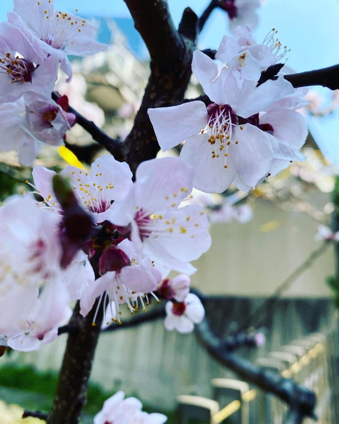 山根良顕さんのインスタグラム写真 - (山根良顕Instagram)「桜だよね?」3月16日 10時42分 - ungirls_yamane