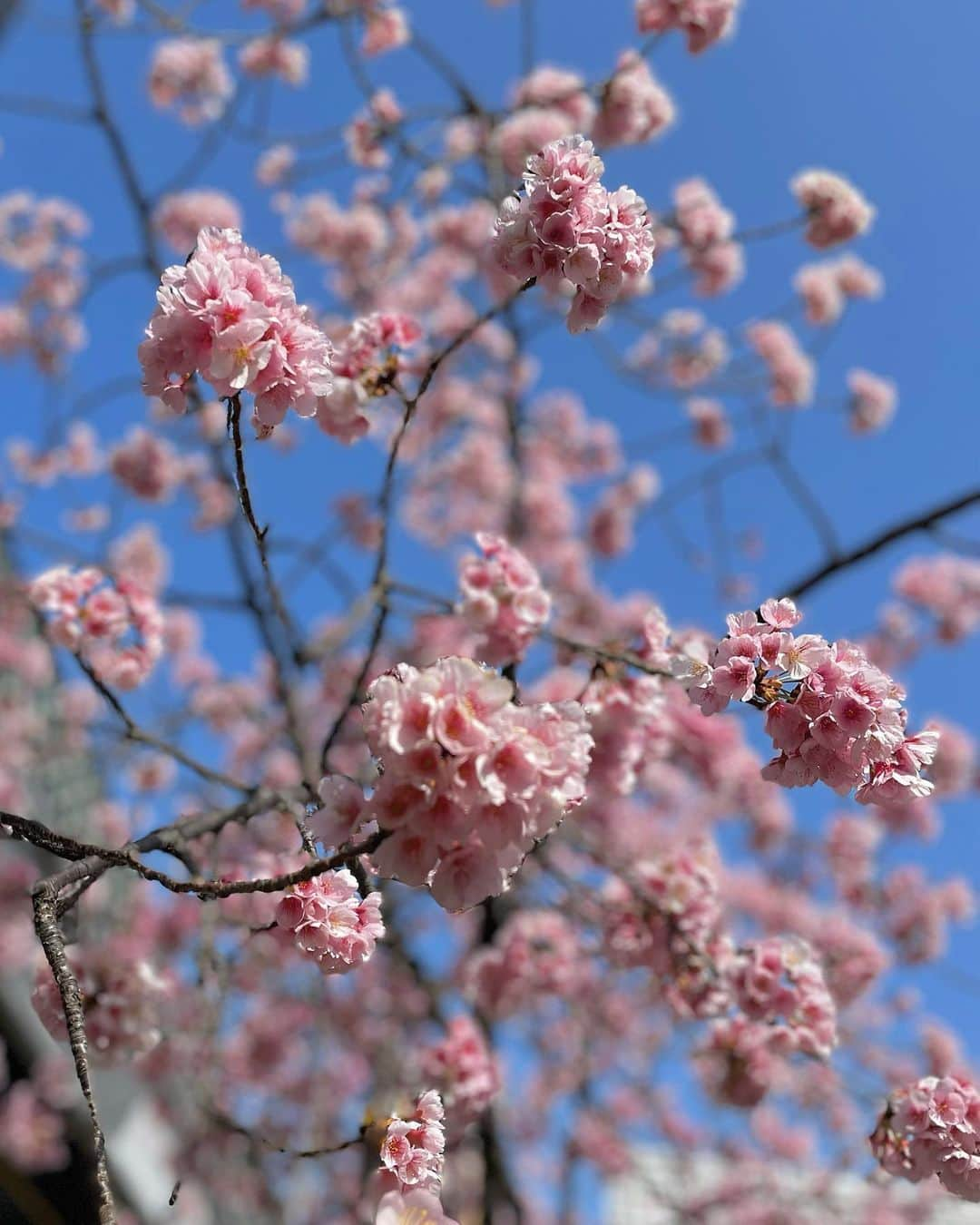 紺野栞のインスタグラム：「咲きかけの桜🌸🌸🌸」