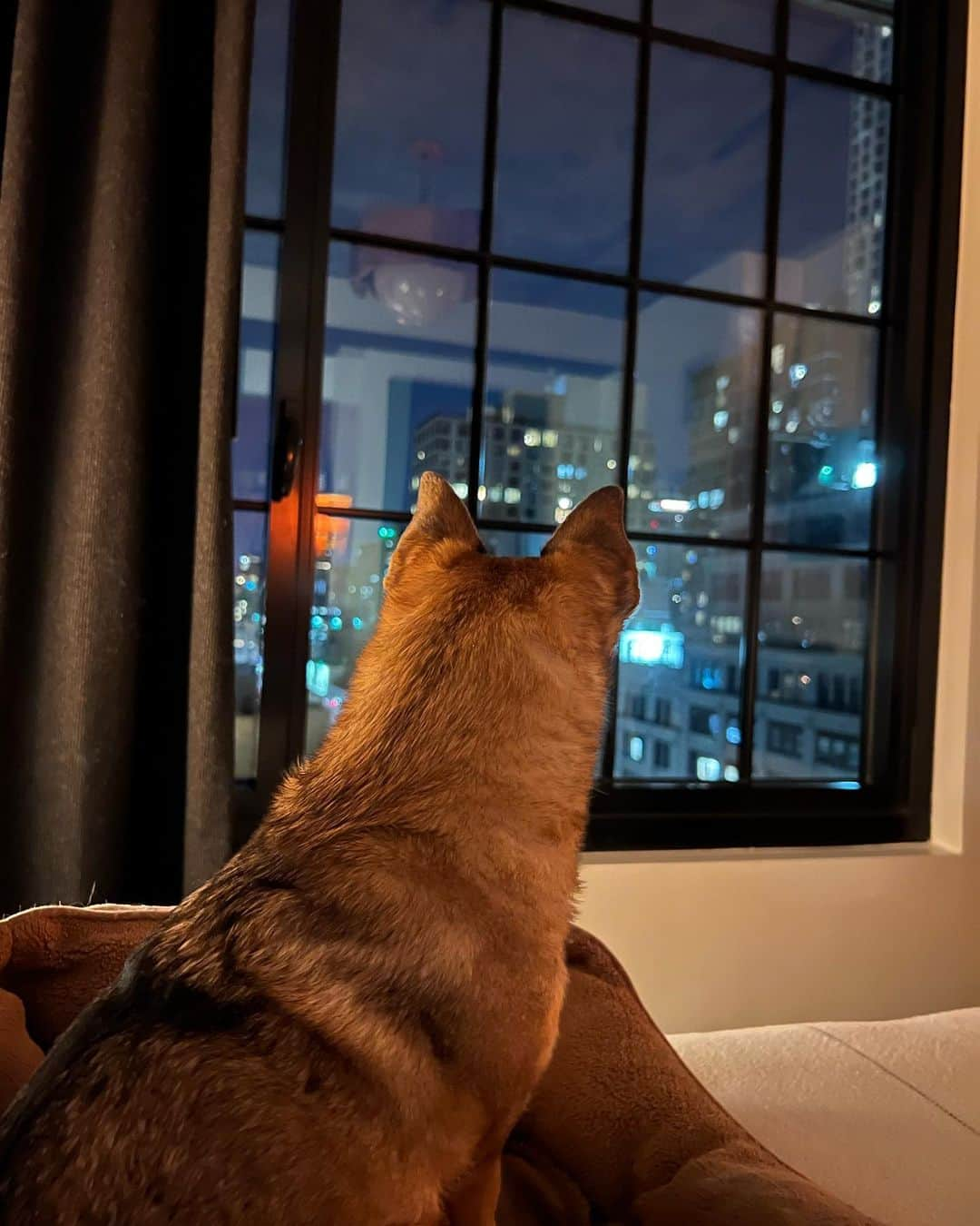 シャノン・ウッドワードのインスタグラム：「still waiting on all my stuff to get to New York, but the dog and I have finally made it. 🗽」