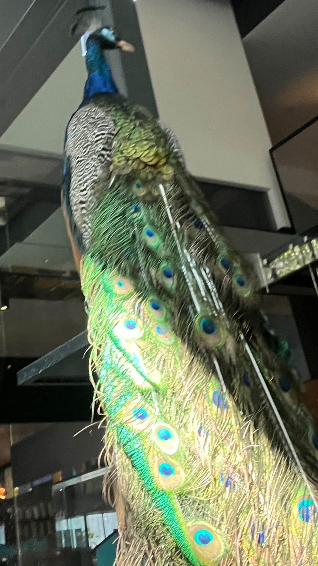 ジム・アドキンスのインスタグラム：「And now, show one of two in Melbourne! Amazing! Exciting! Superb!」