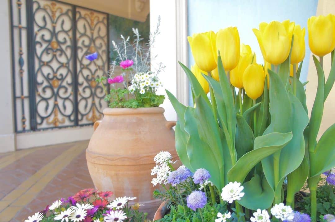 IKSPIARI イクスピアリ公式のインスタグラム：「. カラフルに春🌷🍊🦋🐝  #イクスピアリ #IKSPIARI #ikspiari #舞浜 #舞浜イクスピアリ #チューリップ #tulips #花 #花スタグラム #flowers #春 #春色 #カラフル #spring #colorful #color #yellow #黄色のチューリップ #春休み #グレイシャススクエア #いつもの向こうへ」