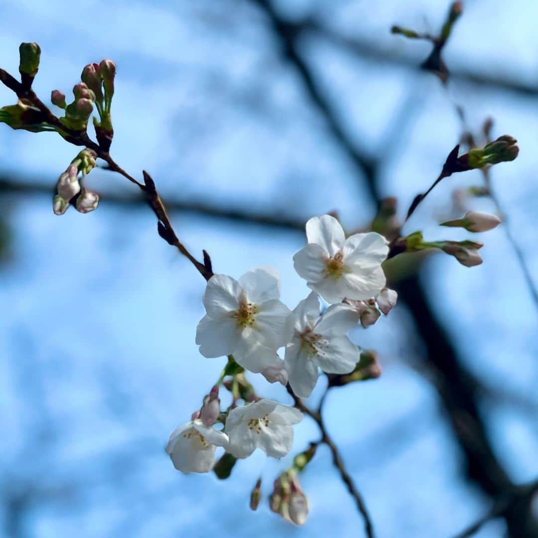 吉井明子さんのインスタグラム写真 - (吉井明子Instagram)「❀ ❀ ❀  #3月16日 #tokyo #桜 #sakura #ソメイヨシノ #春 #明さんぽ」3月16日 15時20分 - akiko_yoshii_sunny_rain