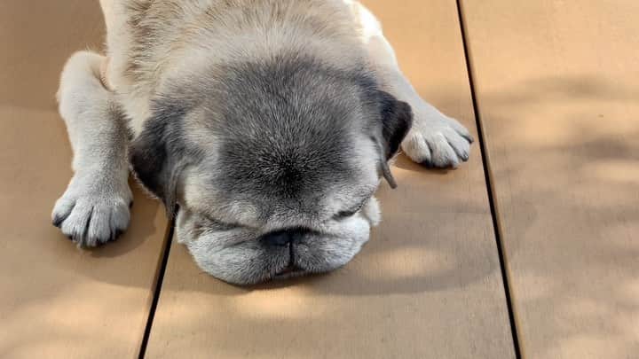 八兵衛のインスタグラム：「sunbathing😴 Mar16,2023 * * 気持ちよさそうに 光合成してた はっちゃん🌿 * *   #ほぼ黒パグ #おじいちゃん犬 #16歳6か月  #pug #puggy #puglife #puglove #petstagram #pugstagram #pugsofinstagram #pugs #dog #八兵衛 #はちべえ」