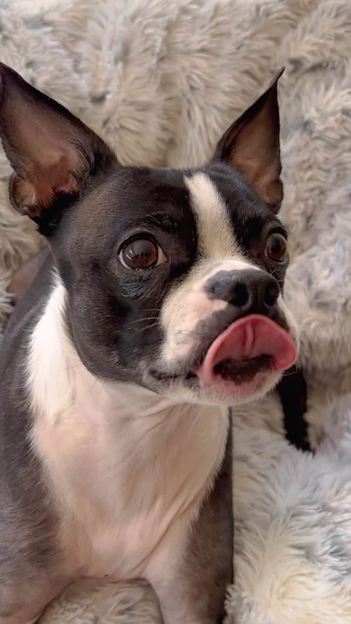カーティス・ルポールのインスタグラム：「When your dog sees you drop food」