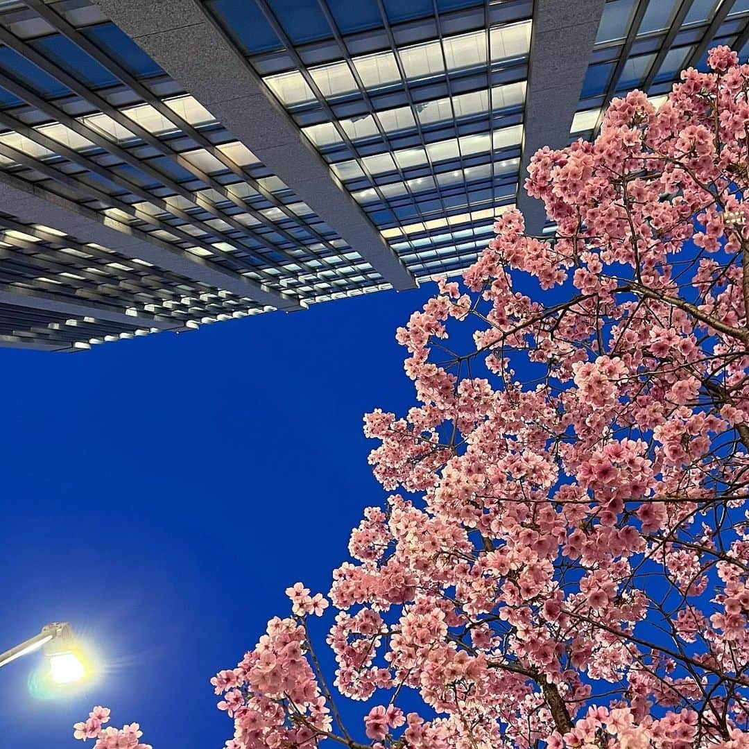 のインスタグラム：「🌃｜🌸」
