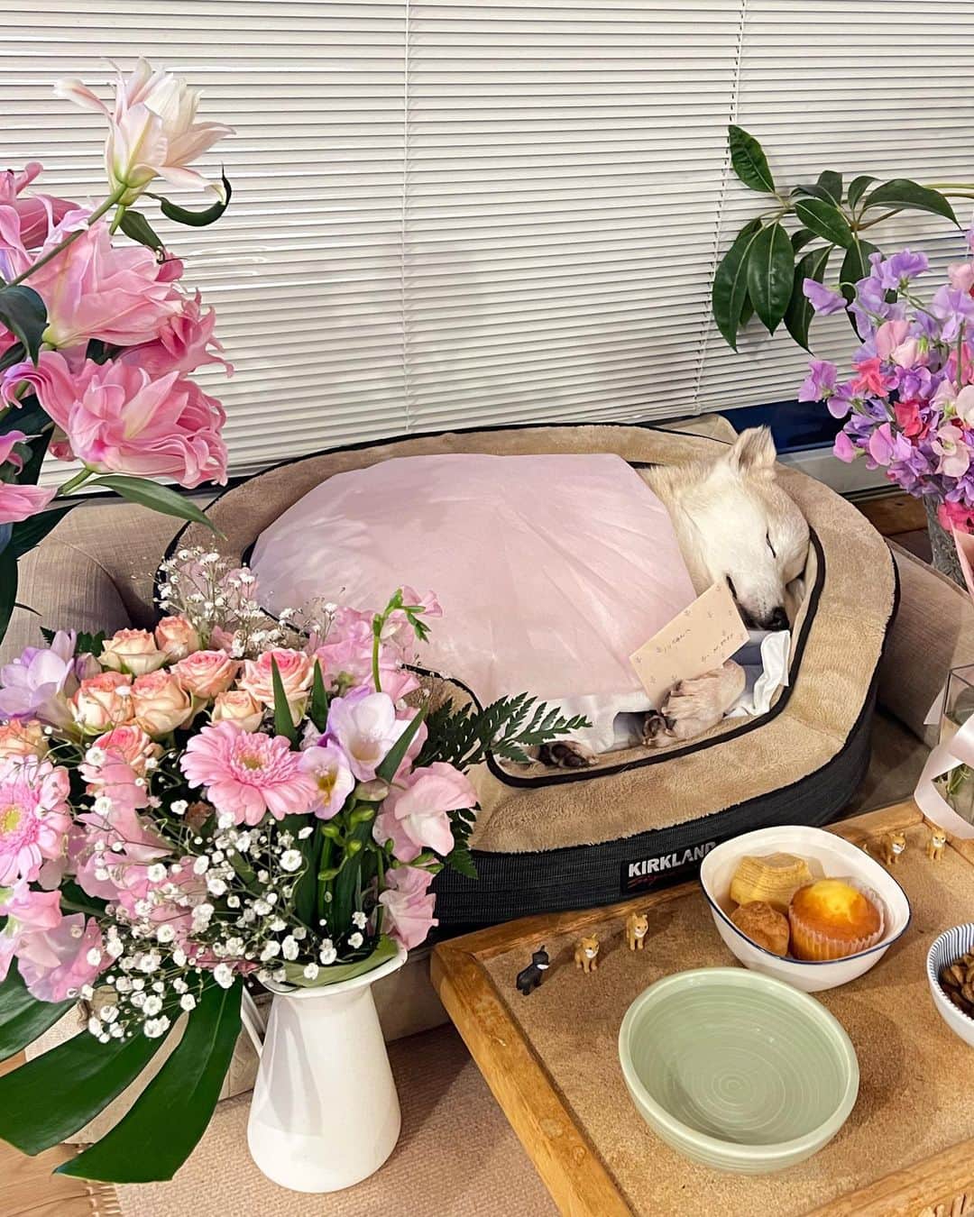 柴犬リリコのインスタグラム：「【ご報告】  令和5年3月15日11時25分  我が家の大切な大切な宝物のリリコちゃんは推定15歳2ヶ月で永眠しました。  僧帽弁閉鎖不全症及び腎不全からの尿毒症でした。  最期はお尻が汚れてしまったので病院の診察前に綺麗にしようと、パパとママに抱っこされシャワーでお尻を洗っている最中に息絶えました。  お姉ちゃんの学校がお休みで、ママとKちゃんが帰省し、パパのお仕事の調整がついたところで、まるでタイミングを見計らったかのように駆け足で逝ってしまいました。  茨城県笠間市で放浪しているところを保健所に保護され、その後ボランティア団体によりレスキューされたリリコちゃん。  人見知りで怖がりな性格でなかなか慣れず、自分からリビングに顔を出すまでなるには1年かかりました。  その後はどんどん家族に慣れていき、お家が大好きになり、Kちゃんが生まれてからは自分から近付いて添い寝するまでになりました。  トイレは台風の日も完全外派でしたが、ハイシニアになりバスルームで排泄することを覚えました。  オムツを使用したのはたった1日だけ。  最期まで手のかからない素晴らしい犬でした。  いつも達観した眼差しで穏やかに私達家族を見守り続けてくれたリリコちゃん。  我が家に来てくれて本当に本当にありがとう。  ずっと、ずっと大好きだよ。  #虹の橋 #柴犬リリコ」