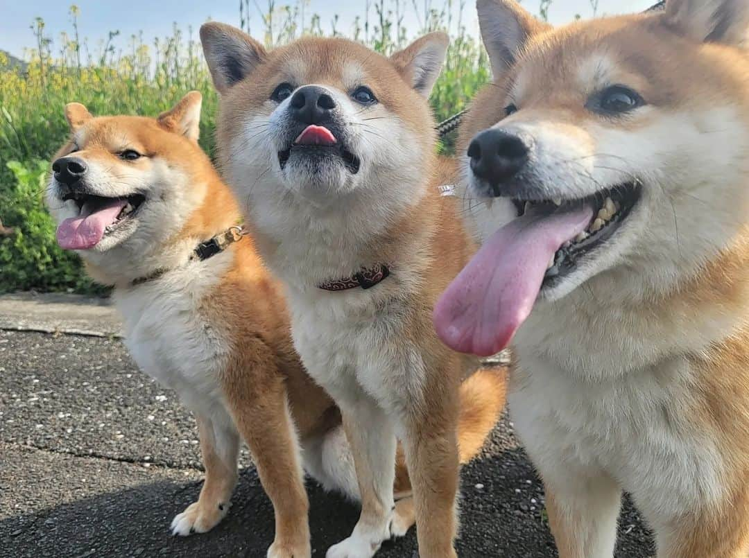 柴犬たま Shibainu Tamaのインスタグラム