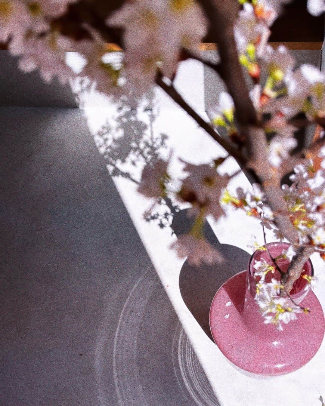 宇藤えみさんのインスタグラム写真 - (宇藤えみInstagram)「桜いろ。 @akivaz さんとバッタリ会った時に坊にくれた桜が満開🌸 お昼ごはんは @azyagi ちゃんの器を。 あずちゃんの器は自然に馴染むいろで好きだわぁ。 桜と空とうっすら葉っぱのいろみたいな器。 #暮らし#季節のいろ」3月16日 19時10分 - emiuto