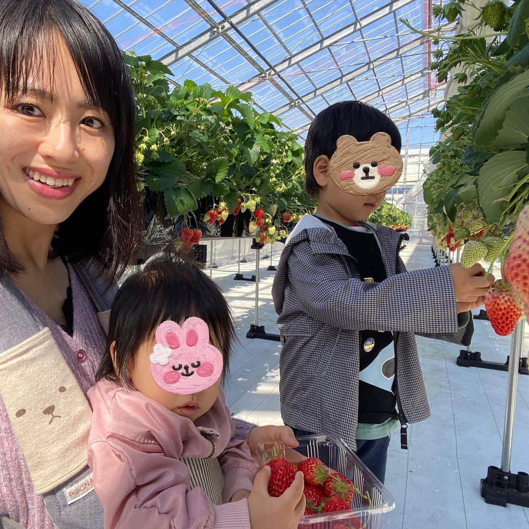 大西蘭のインスタグラム：「《富山市》 いちご大好きな息子と娘を連れていちご狩りへ🍓 ⁡ 今シーズンはどこのいちご園も人気なのか、予約しようと思っても空いていないことが多く、タイミングが合ってようやく行けました😆 ⁡ 昨シーズンもお邪魔した西塩野観光農園🌿 ⁡ 昨シーズンは出産前に来たので、今シーズンは娘も一緒に来られて感慨深いものが💛 ⁡ 娘もいちごが大好きなので、 気付いたら抱っこ紐の中から手を伸ばし、いちごを掴んでいました🤣 ⁡ 大きくて真っ赤ないちごを頬張っている２人を見て、連れてきてよかった❣️と嬉しくなりました😌 ⁡ 章姫、紅ほっぺ、やよい姫の3種類が植えられていて、食べ比べするのも楽しかった🍓 ⁡ ハウスの中なので、天候も関係ないし、寒い日でもハウス内はポカポカで助かる🙏 ⁡ ハウスの中はミツバチが飛んでいて、息子は巣箱が気になり、ミツバチを観察していました🐝 ⁡ ミツバチがいないと美味しいいちごができないんだよ、って、いちごがどうやって実るか説明したけど、理解できたかなー😌  いちごができるのはミツバチさんのおかげってことは伝わってると良いな🥺 ⁡ 5月下旬までいちご狩りできるそうなので、今シーズン中もう１回は来たいなぁ😍 ⁡ 西塩野観光農園のいちご狩りは、食べ放題だけじゃなくて、量り売りもやっているので、そんなにたくさん食べられないかも、って方も量り売りでいちご狩り体験できますよー😊 ⁡ ⁡ ． ｡.｡･.｡*ﾟ+｡｡.｡･.｡*ﾟ+｡｡.｡･.｡*ﾟ ⁡ 📍 西塩野観光農園 ⁡ @nk_staff  ⁡ 🍓 いちご狩り 大人2,500円 小学生1,800円 3歳～6歳800円 2歳以下無料 ⁡ 🍓とった分だけ量り売りもしてくれます🍓 ⁡ ⁡ 詳しくはHPへ⬇️ https://www.ntf.co.jp/ ⁡ ▽場所 富山市西塩野129 ⁡ ▽駐車場 駐車場有り ⁡ ▽営業時間 8:00~18:00 ⁡ ⁡ ⁡ ｡.｡･.｡*ﾟ+｡｡.｡･.｡*ﾟ+｡｡.｡･.｡*ﾟ ⁡ ⁡ . いいね、コメント、保存ありがとうございます😌✨ ⁡ 気軽にフォローしてくださいね🥺 @onishiran ⁡ ． #いちご狩り #イチゴ狩り #苺狩り #いちご大好き #いちご食べ放題　#西塩野観光農園 #大沢野グルメ  #富山暮らし #富山旅行 #北陸観光 #北陸旅行 #富山ママ #富山ママと繋がりたい #富山在住 #北陸在住  #男の子ママと繋がりたい #女の子ママと繋がりたい #富山観光ナビ  #toyama #strawberryfields」